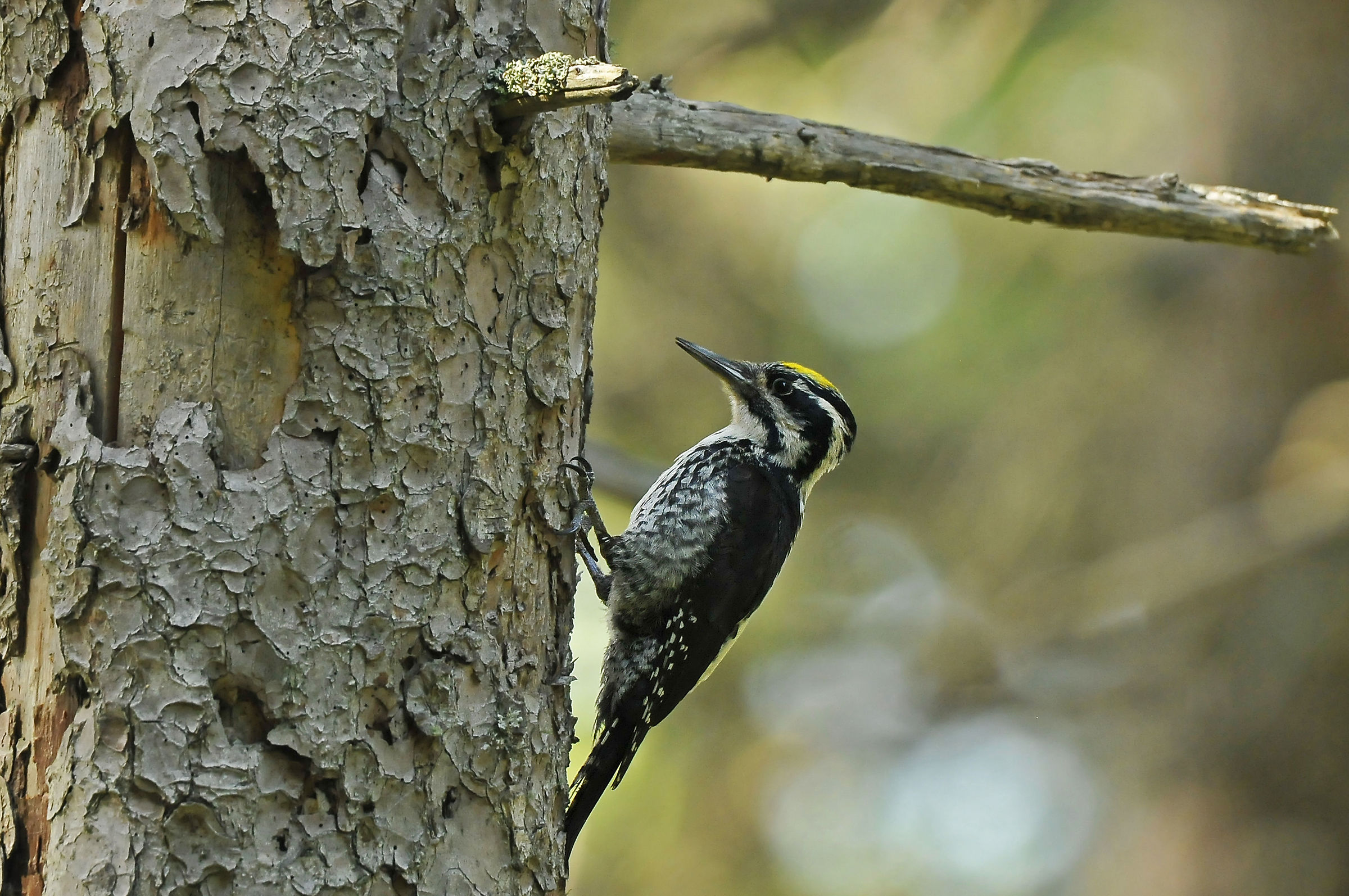 Picchio tridattilo (Three-toed woodpecker)