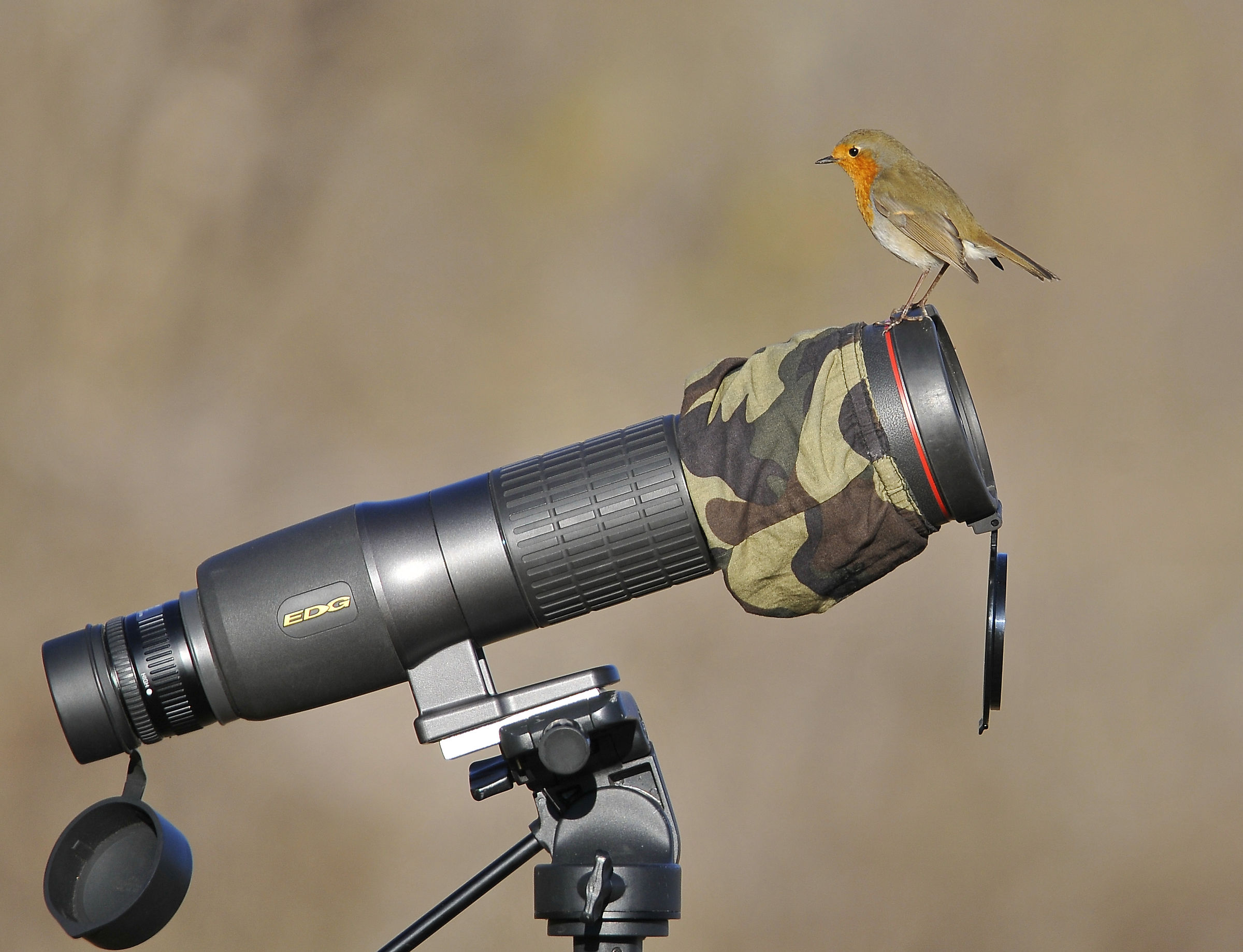 Pettirosso + Nikon fieldscope (Robin)