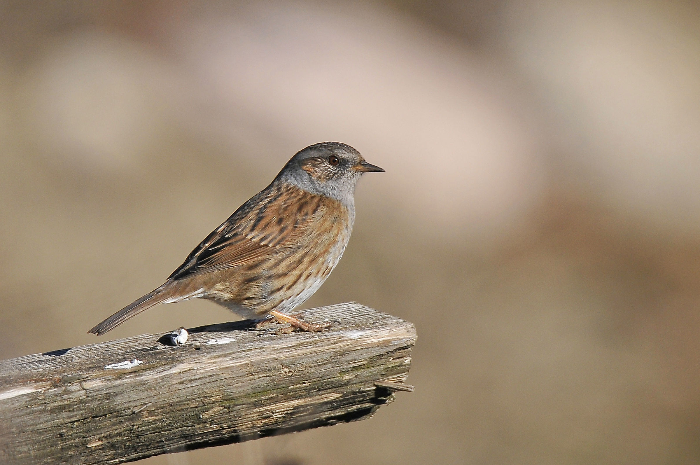 Passera scopaiola (Dunnock)