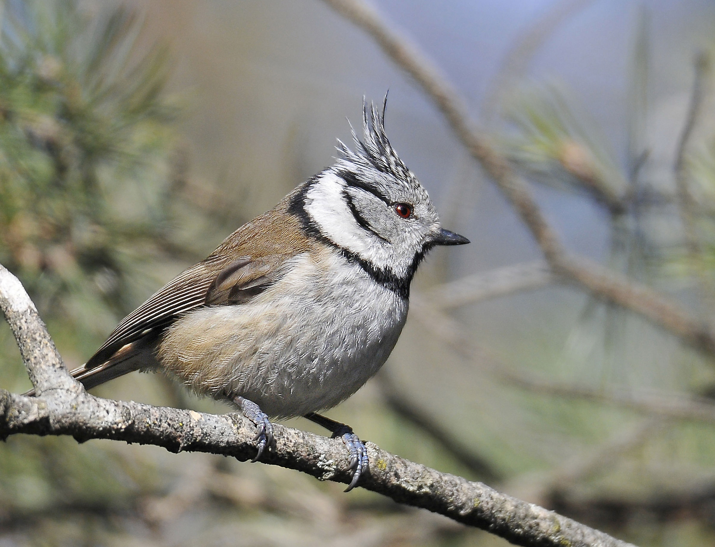 Cincia alpestre (Crested tit)
