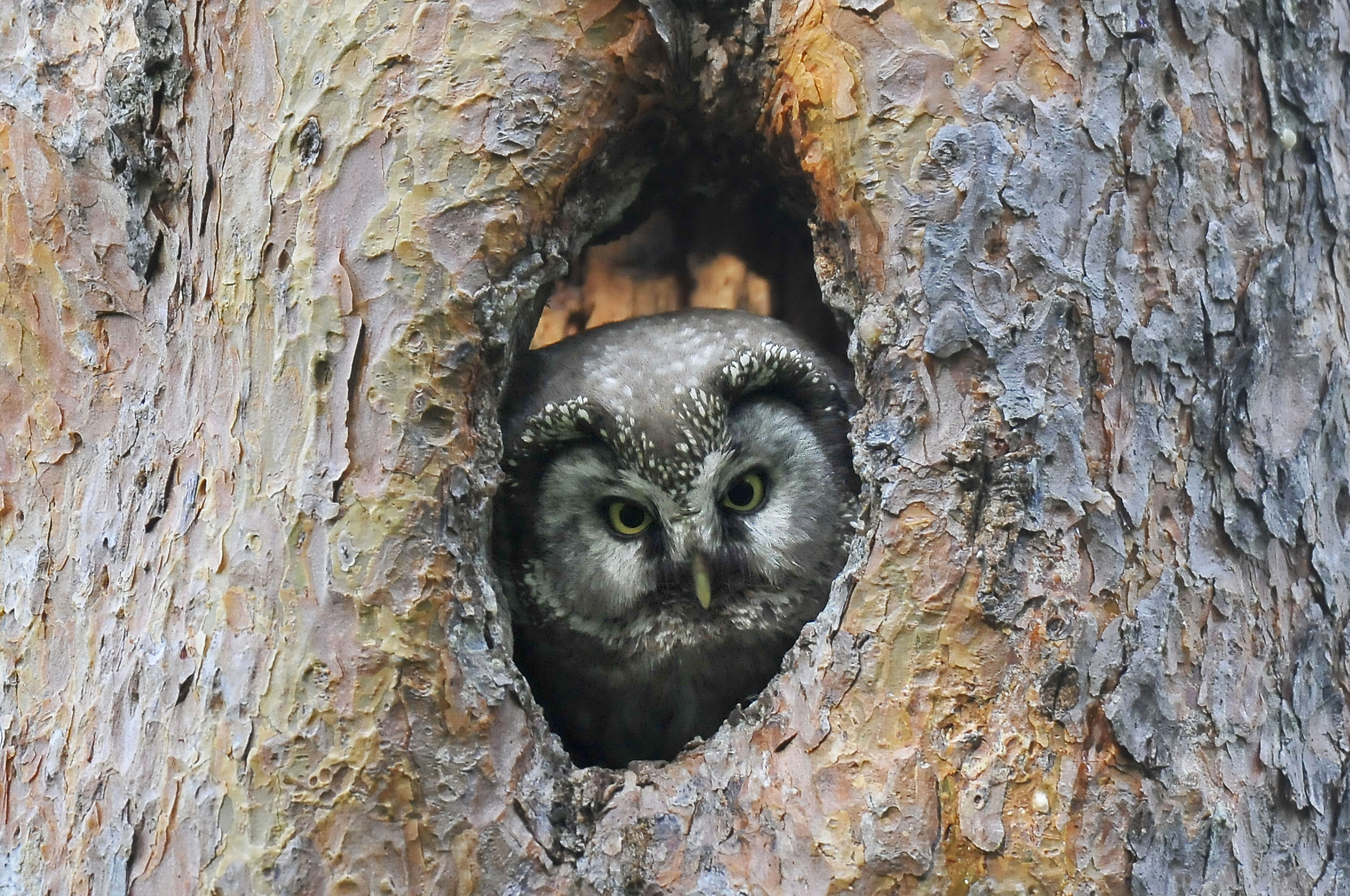 Civetta capogrosso (Tengmalm's owl)