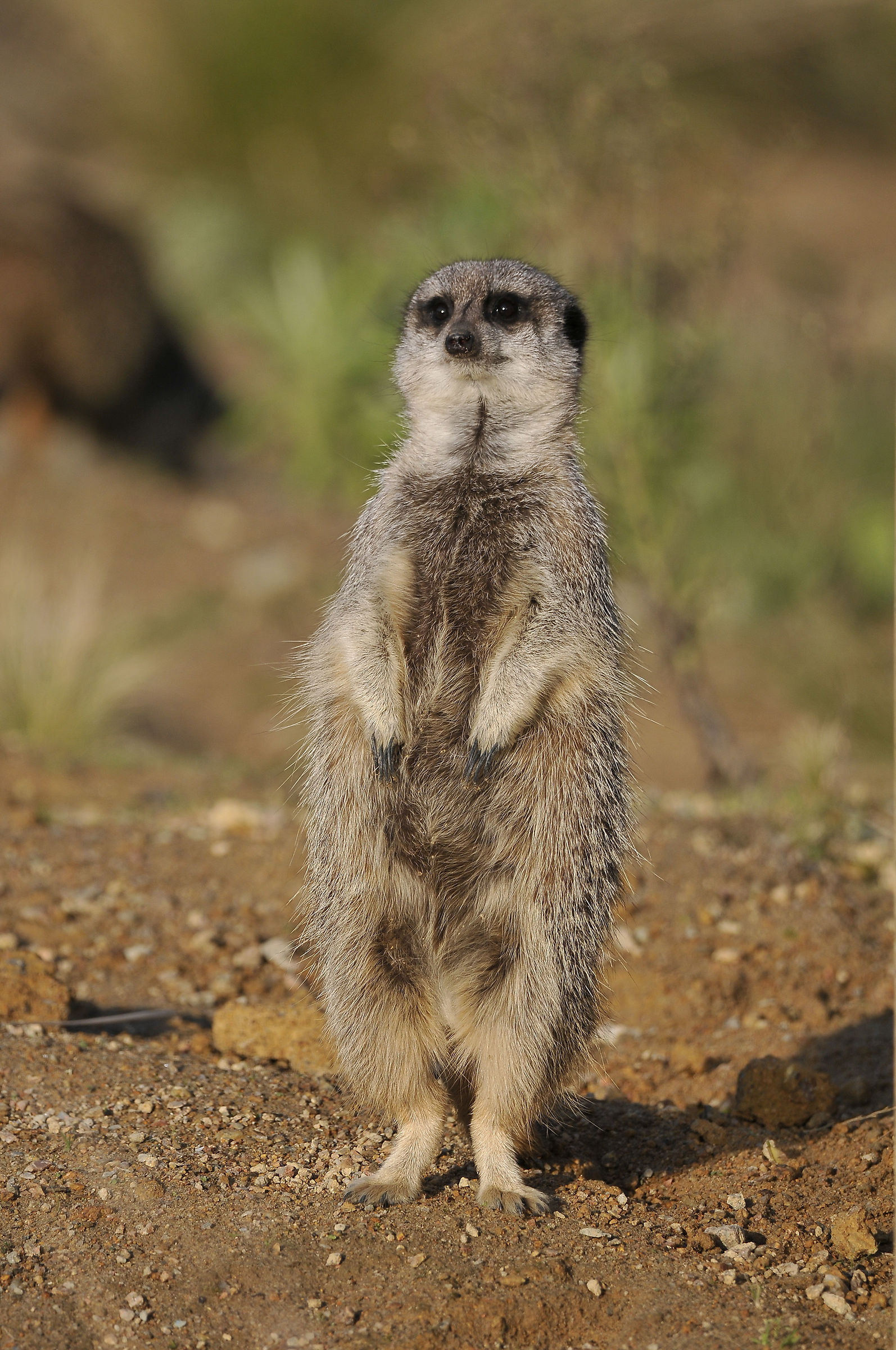 Meerkat (Jersey Zoo)