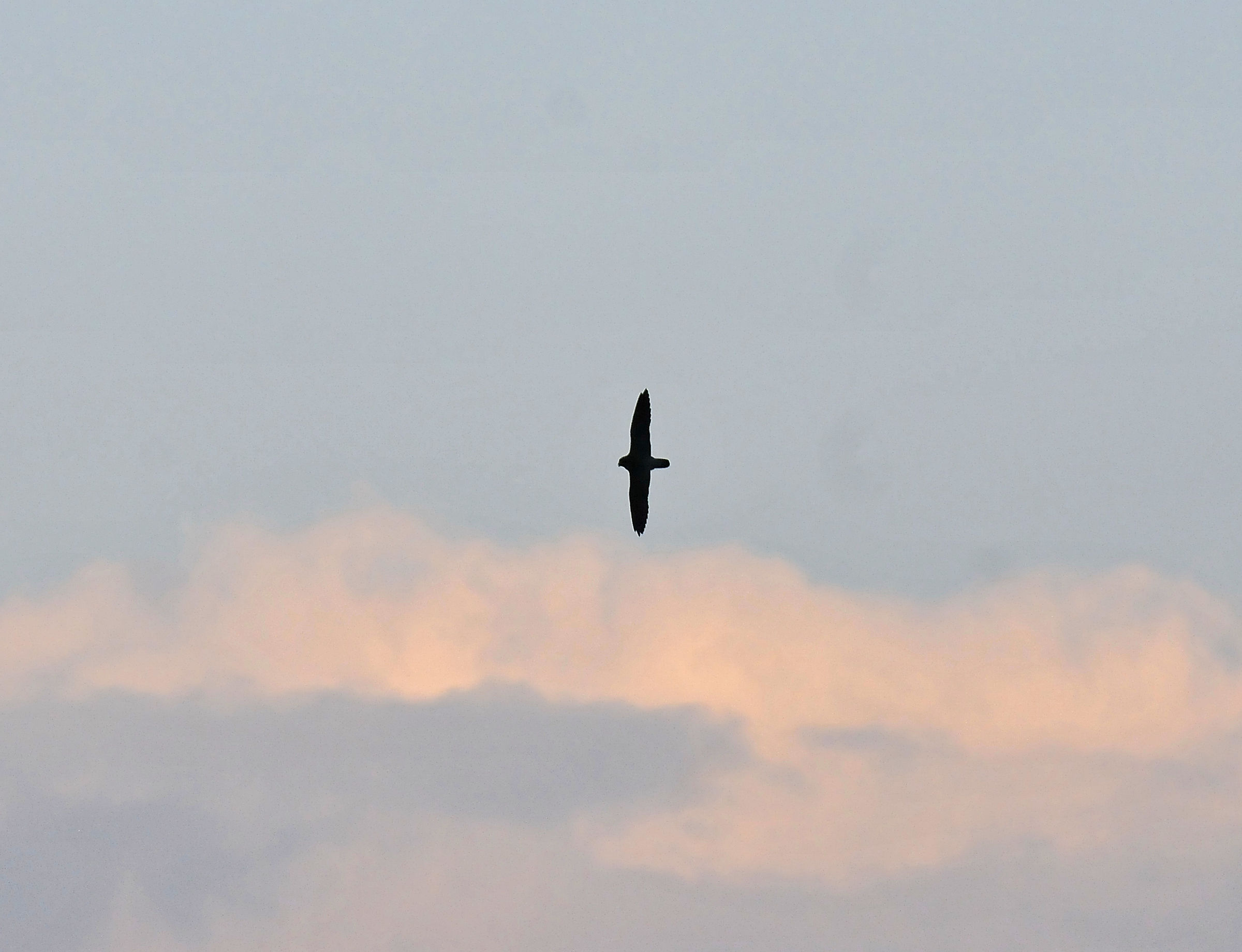 Falco pellegrino (Peregrine)