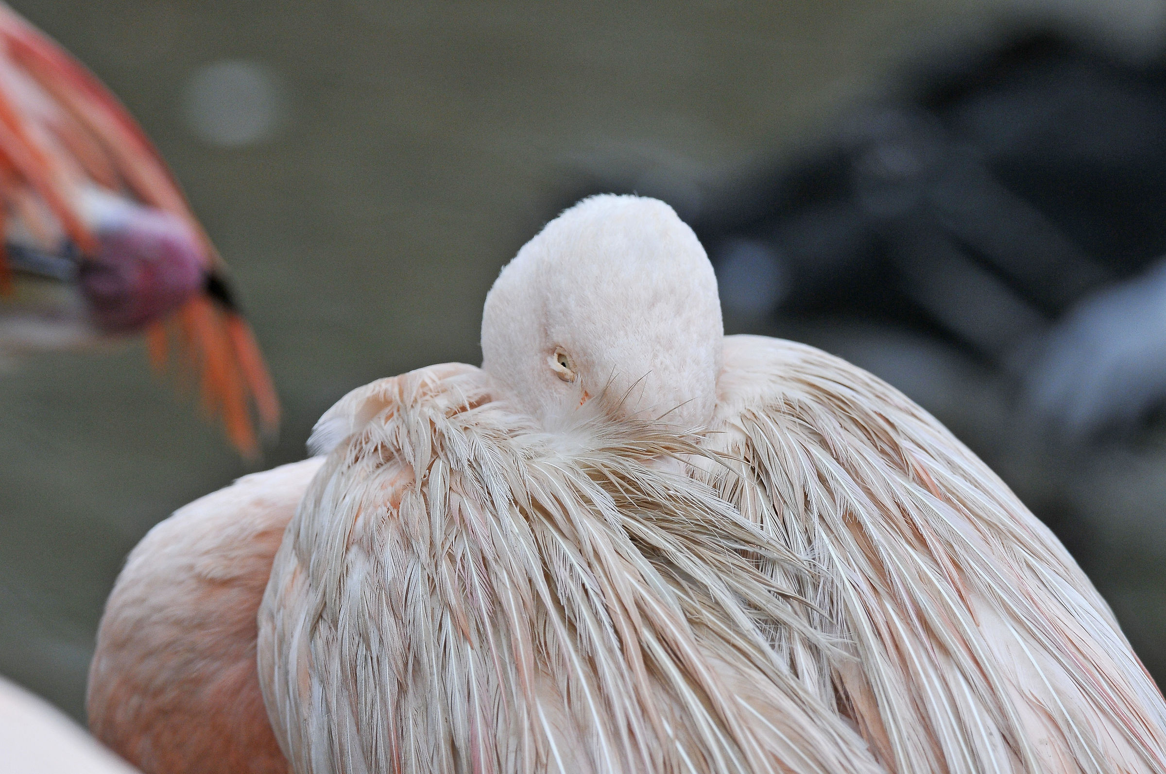 Chilean Flamingo (Jersey Zoo)