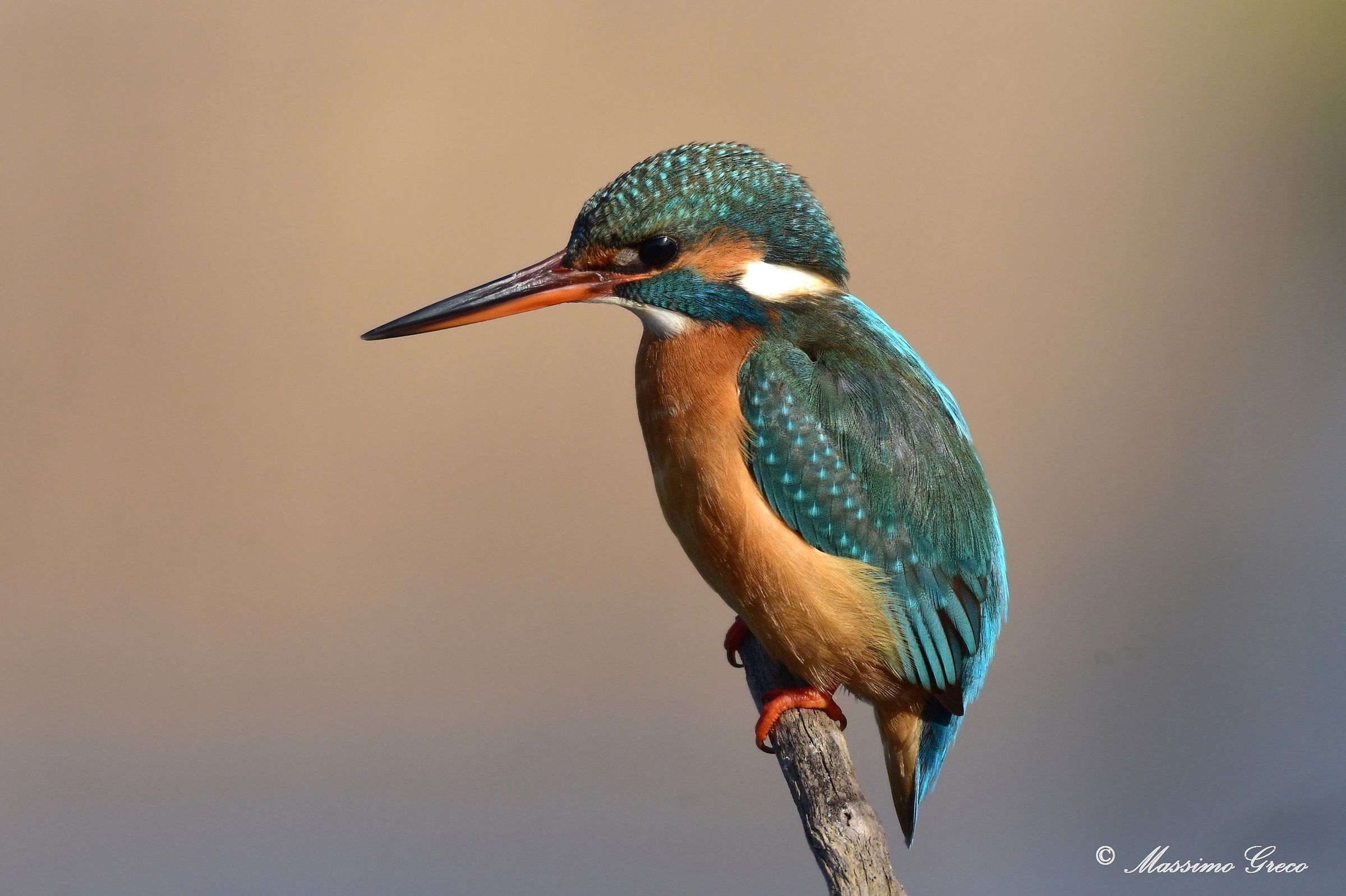 Kingfisher