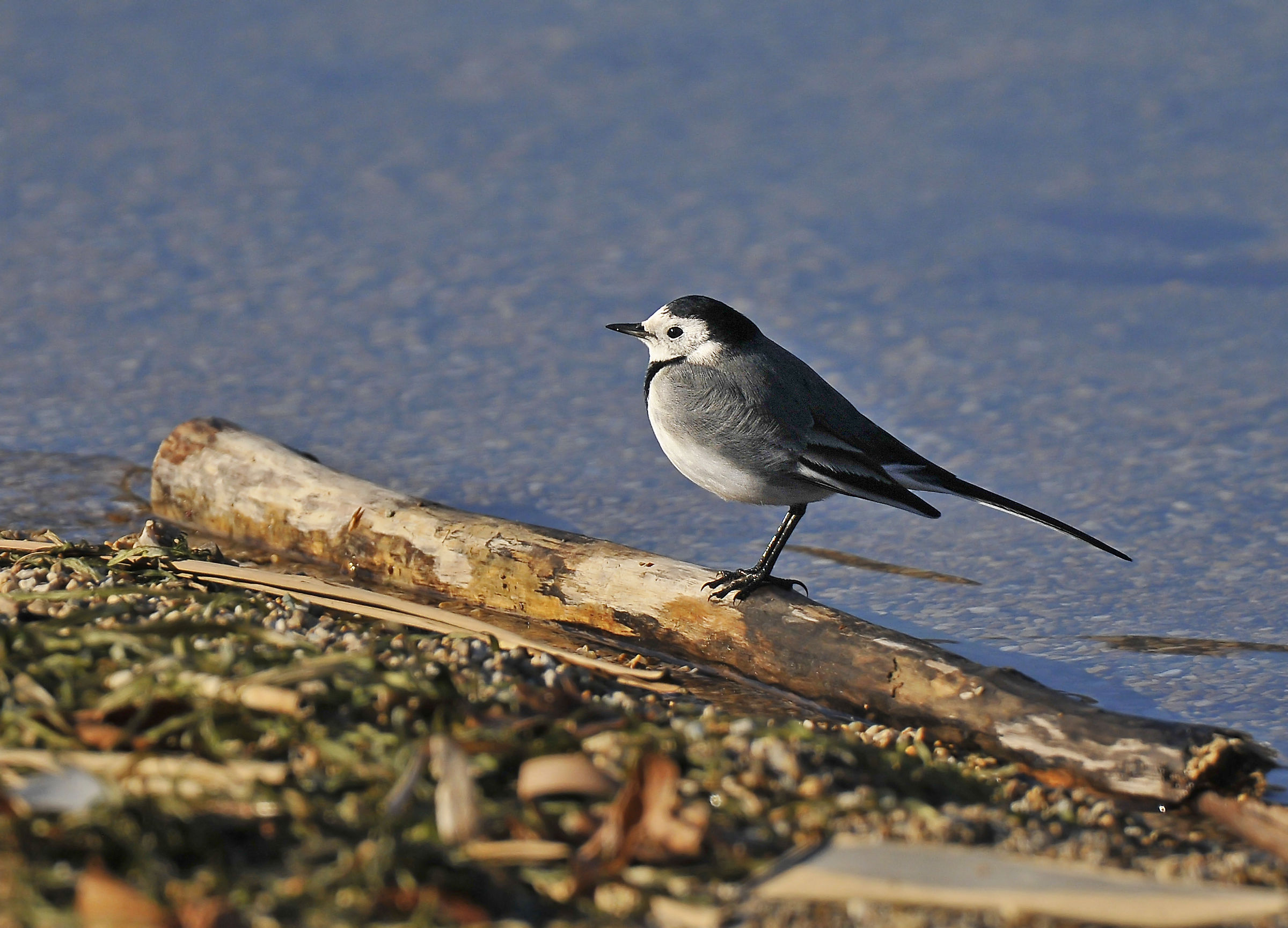 Wagtail bianco