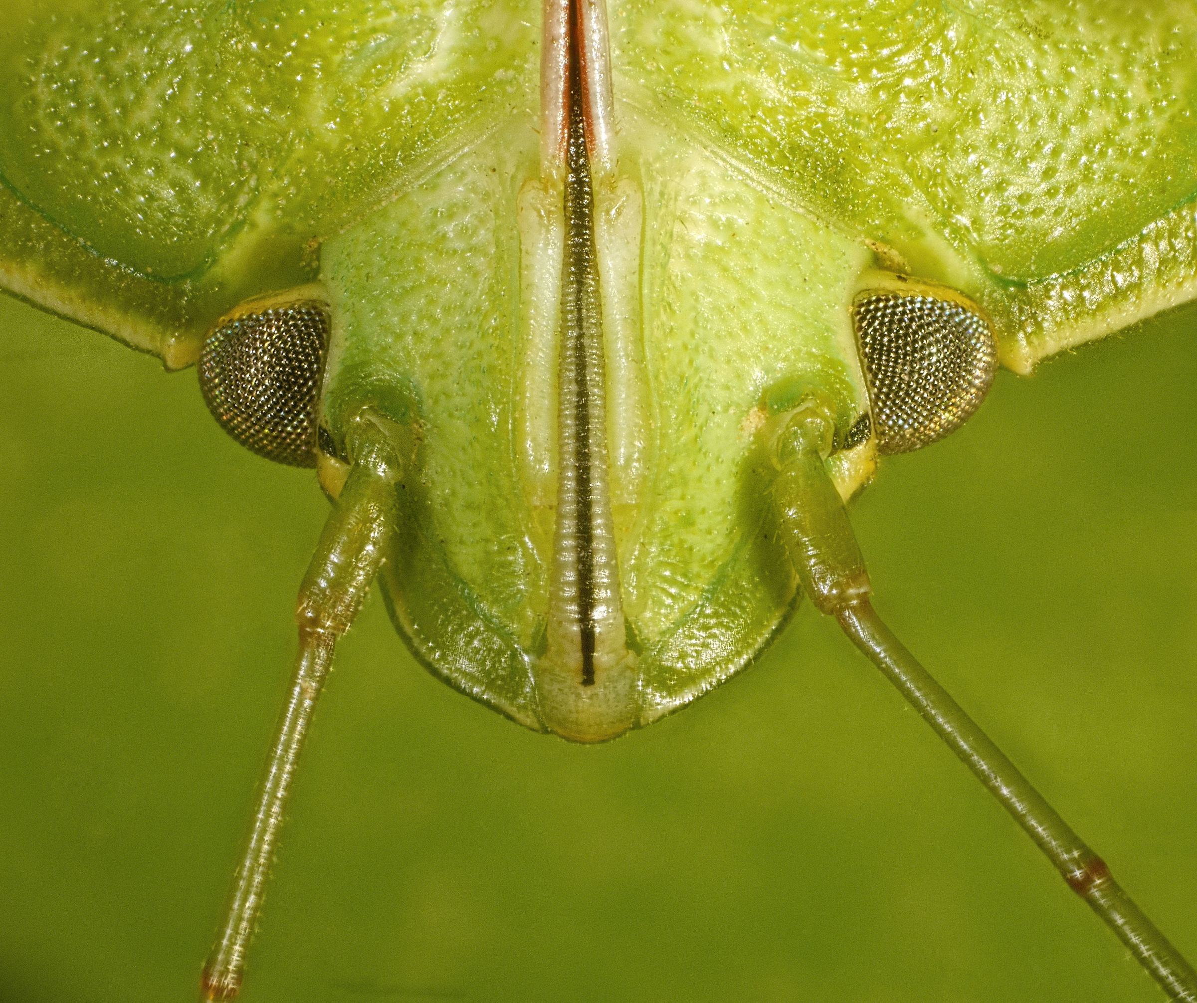 Eteroptera > Pentatomidae > Acrosternum millierei