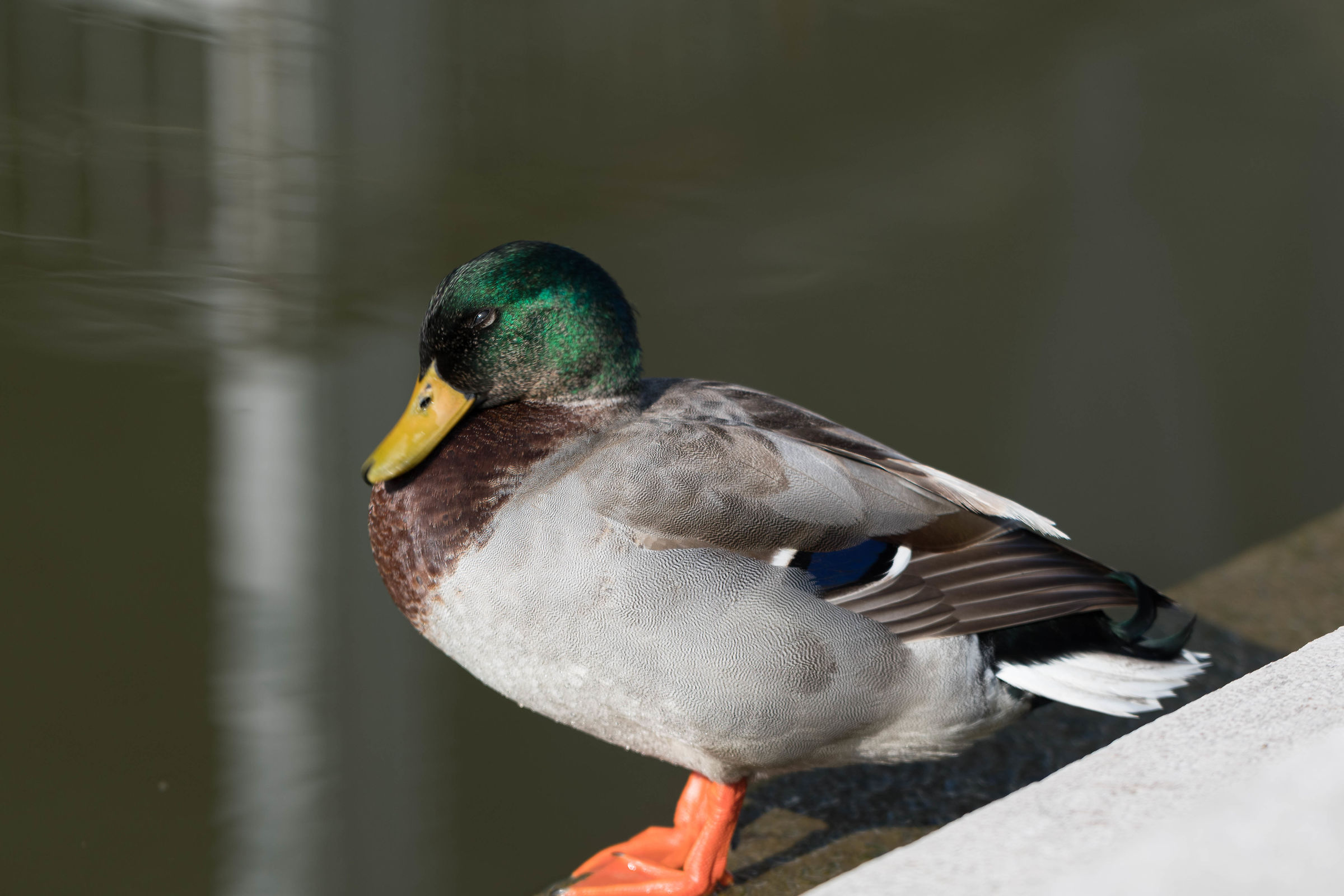 Comacchio's Duck