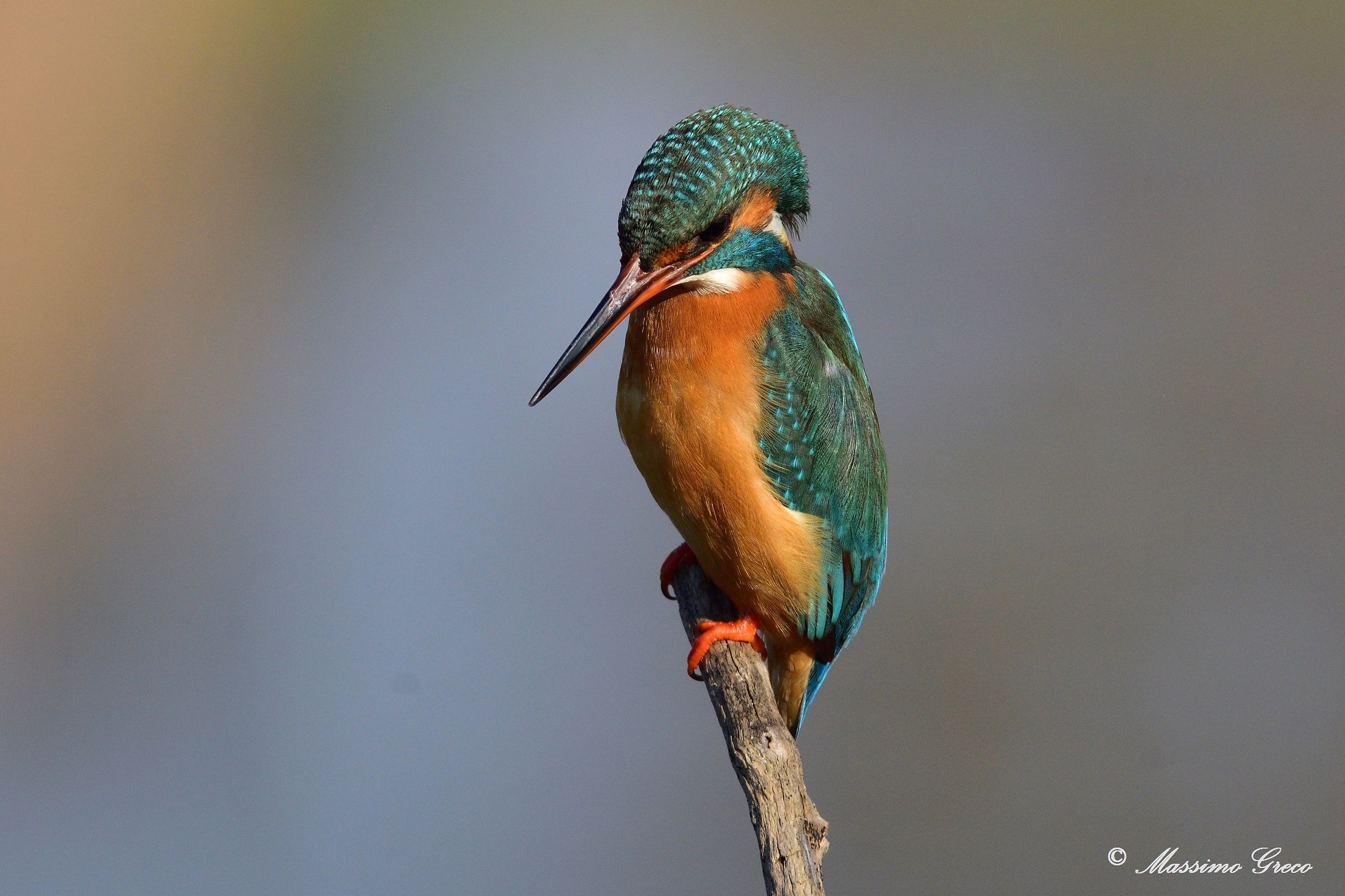 Kingfisher