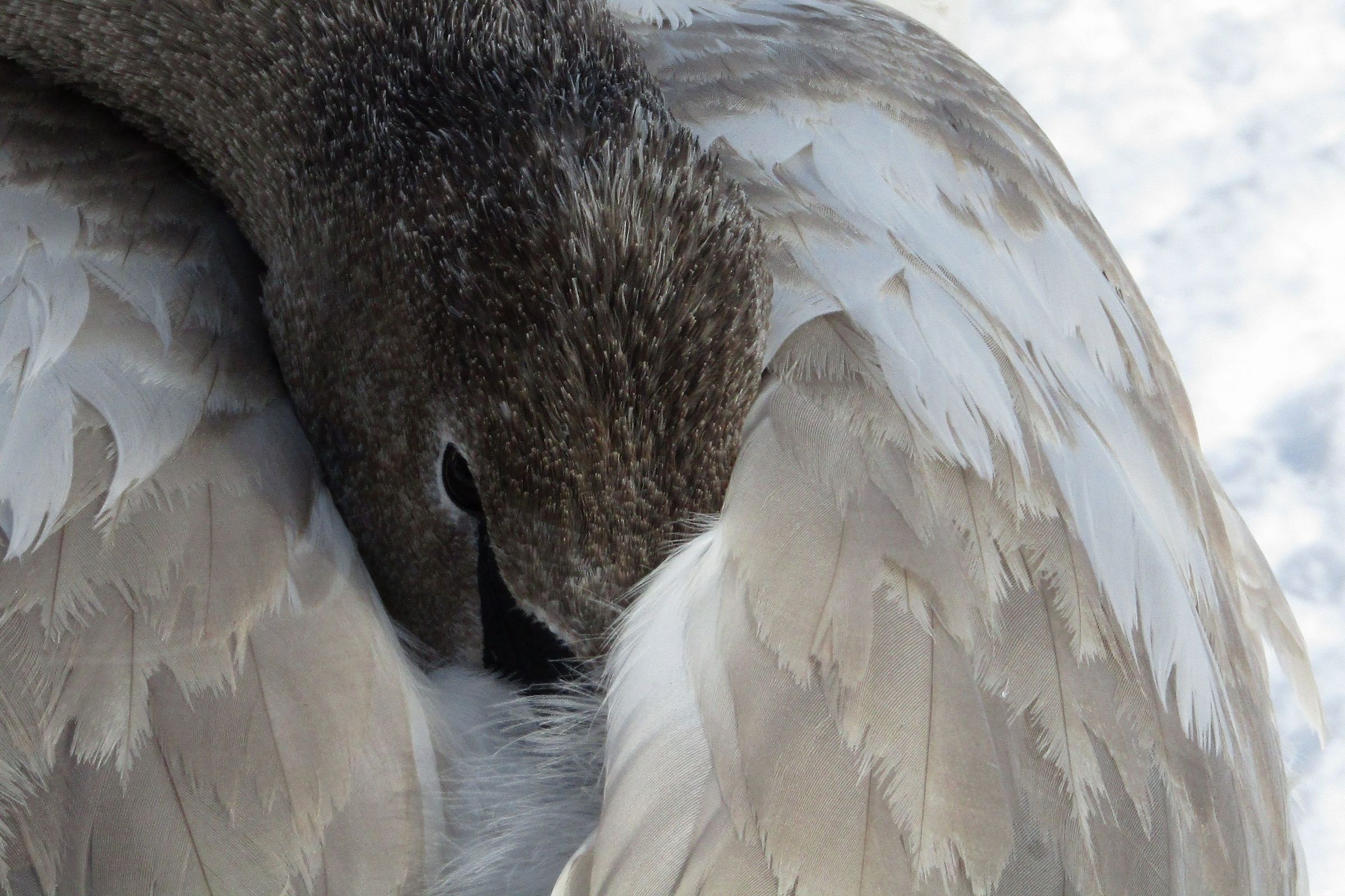 LaSalle Park, Burlington Ontario