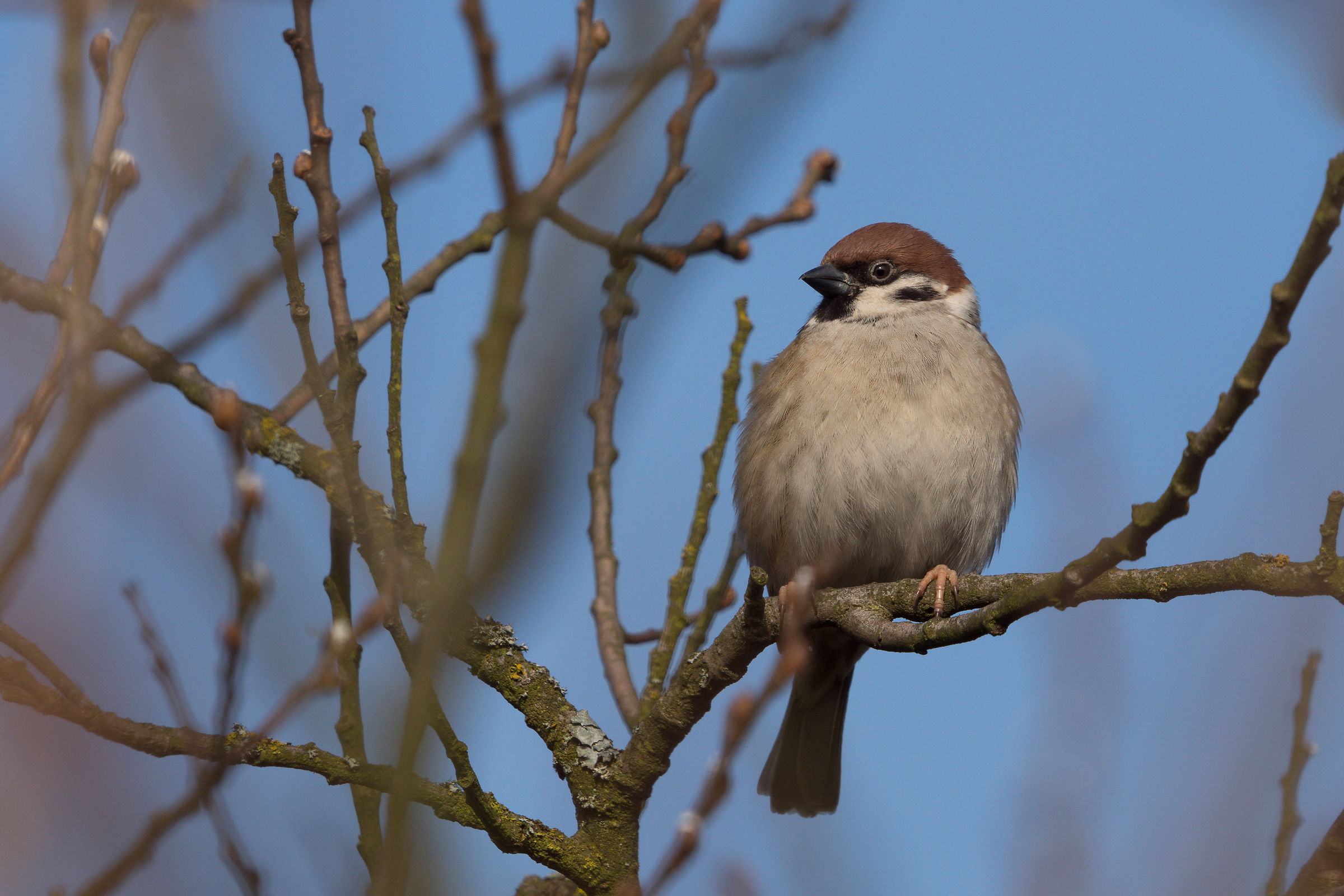 Eurasian tree sparrow (Passer montanus)