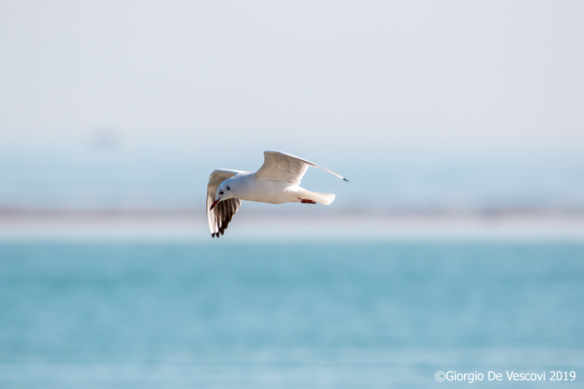Il gabbiano Jonathan Livingston