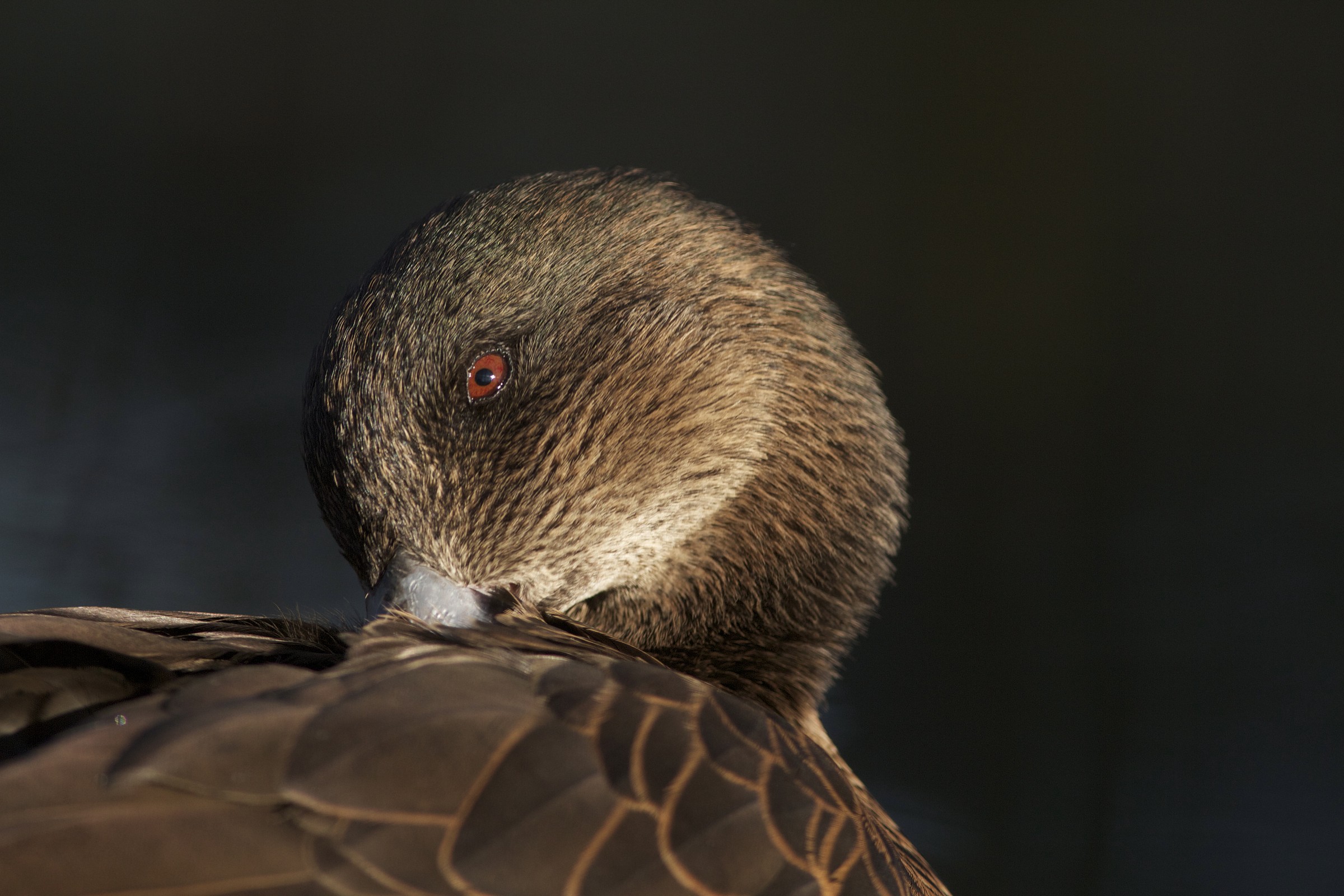 Duck in the foreground