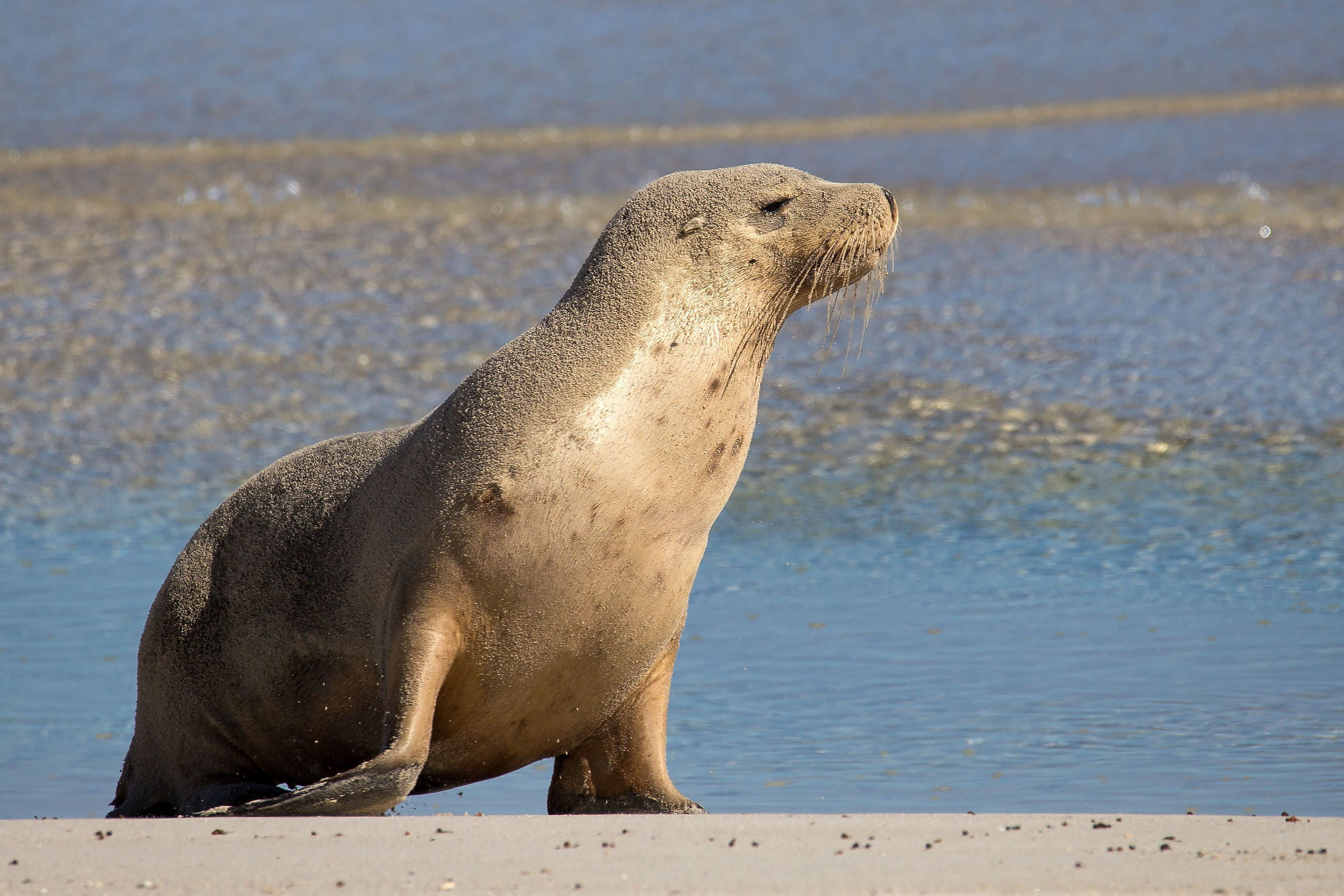Leone marino (sea lion)