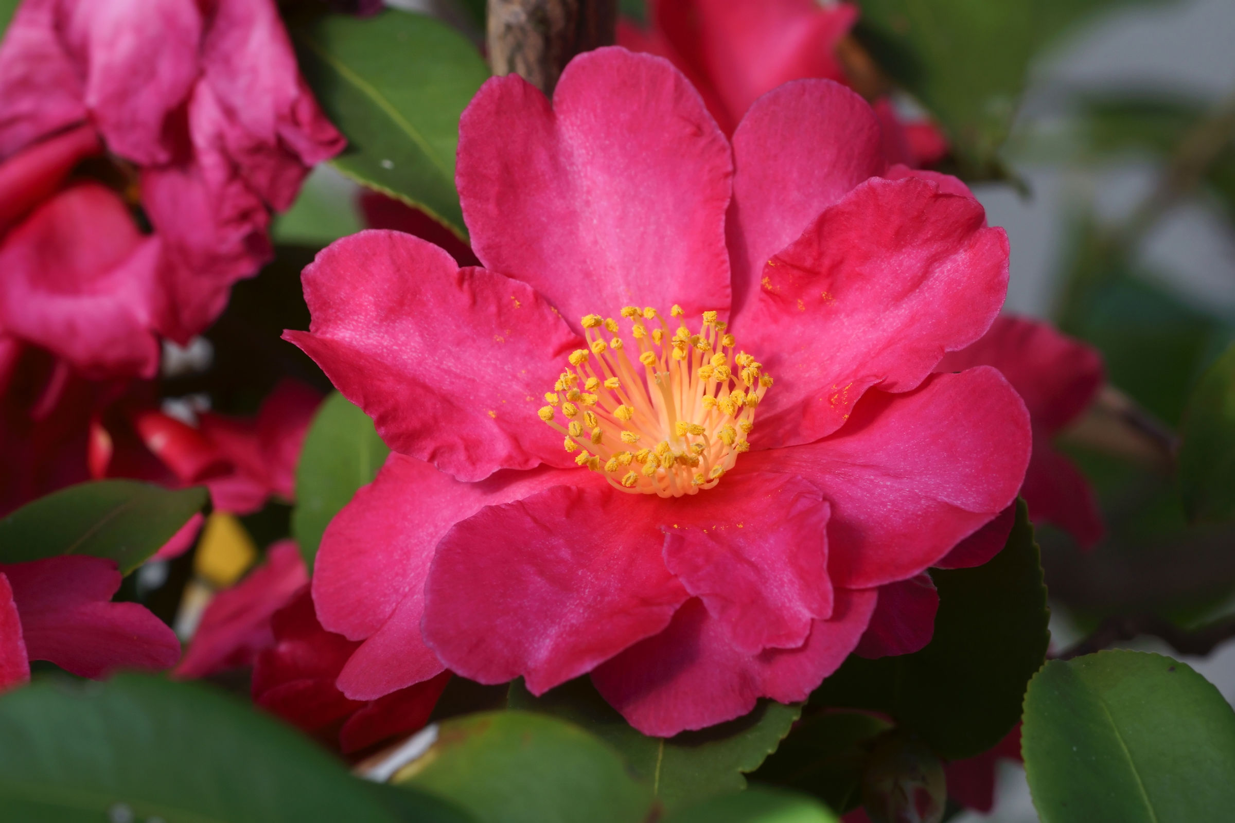 Camellia Sasanqua