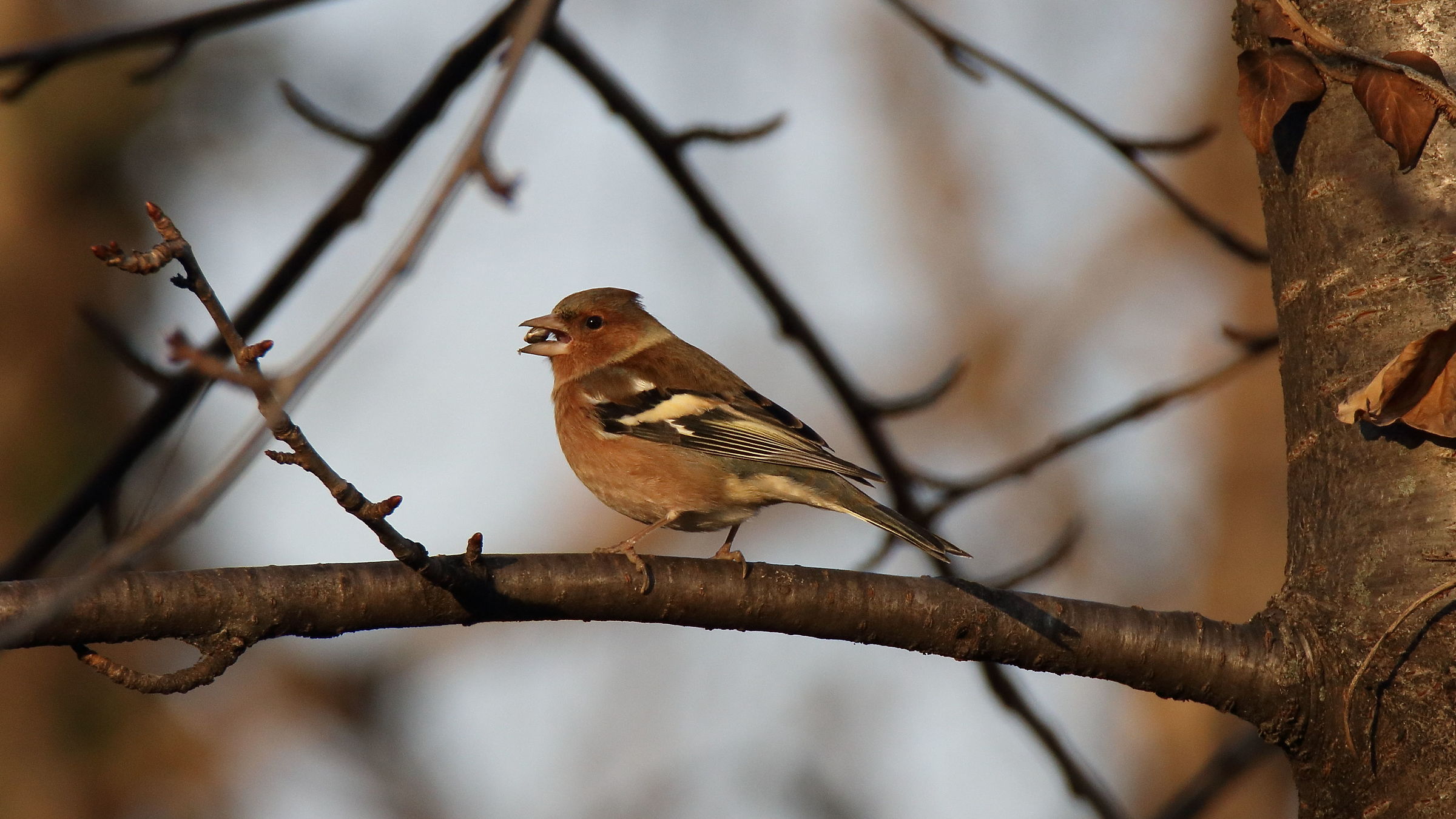 Chaffinch
