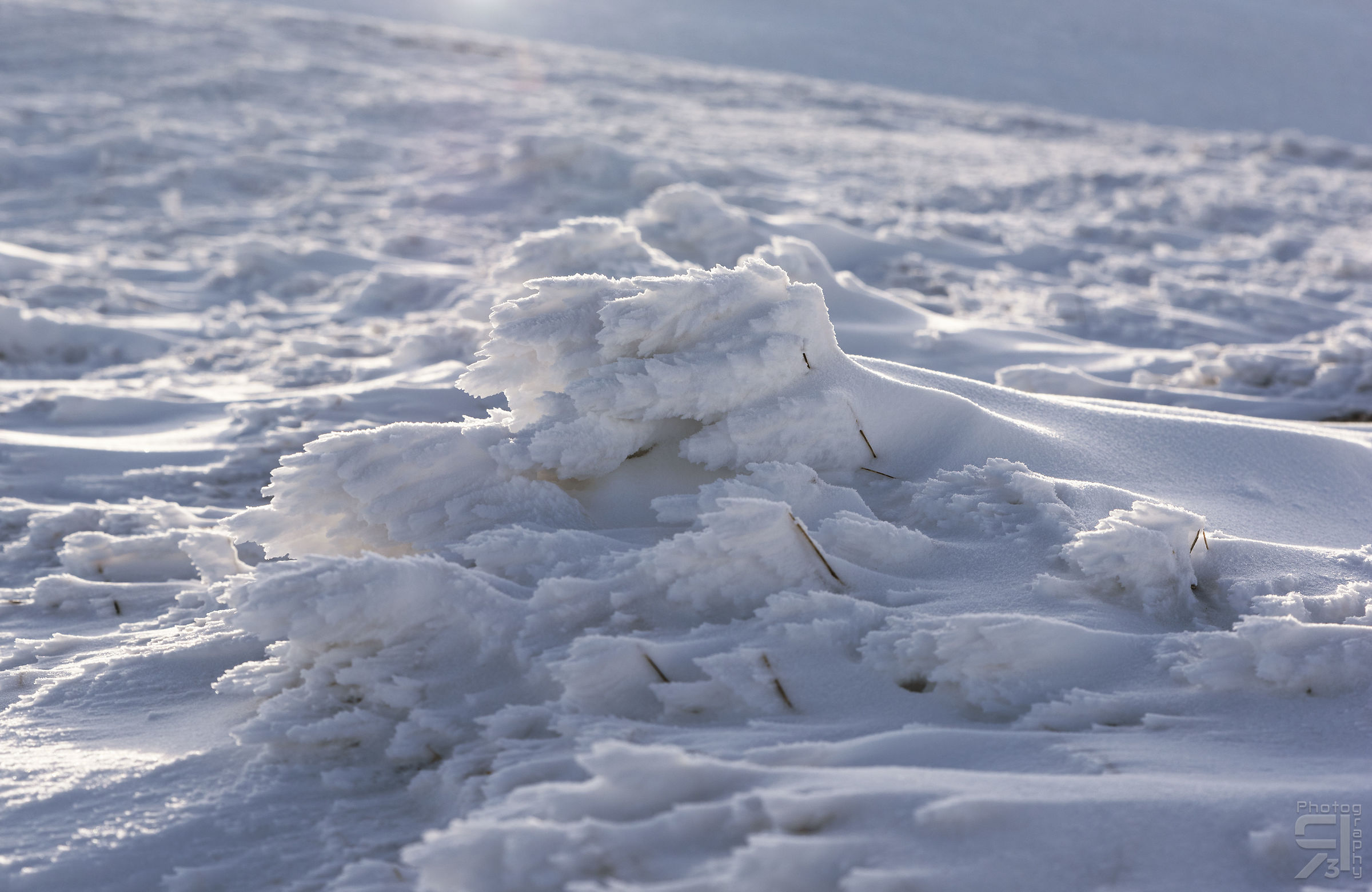 Frozen Snow Flowers