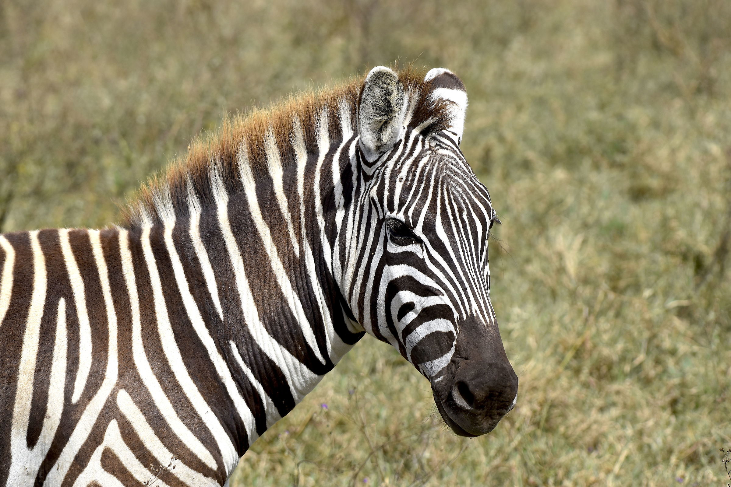 Zebra