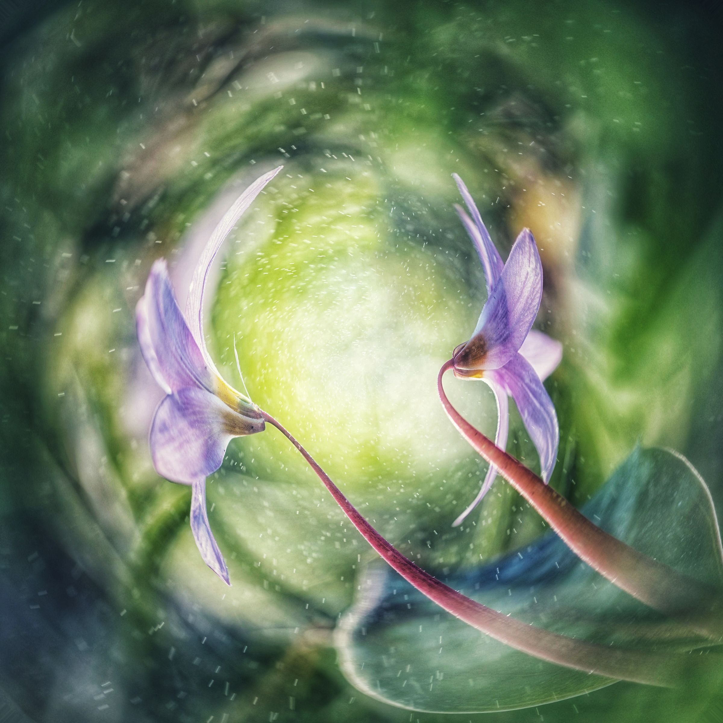 Erythronium dens Canis