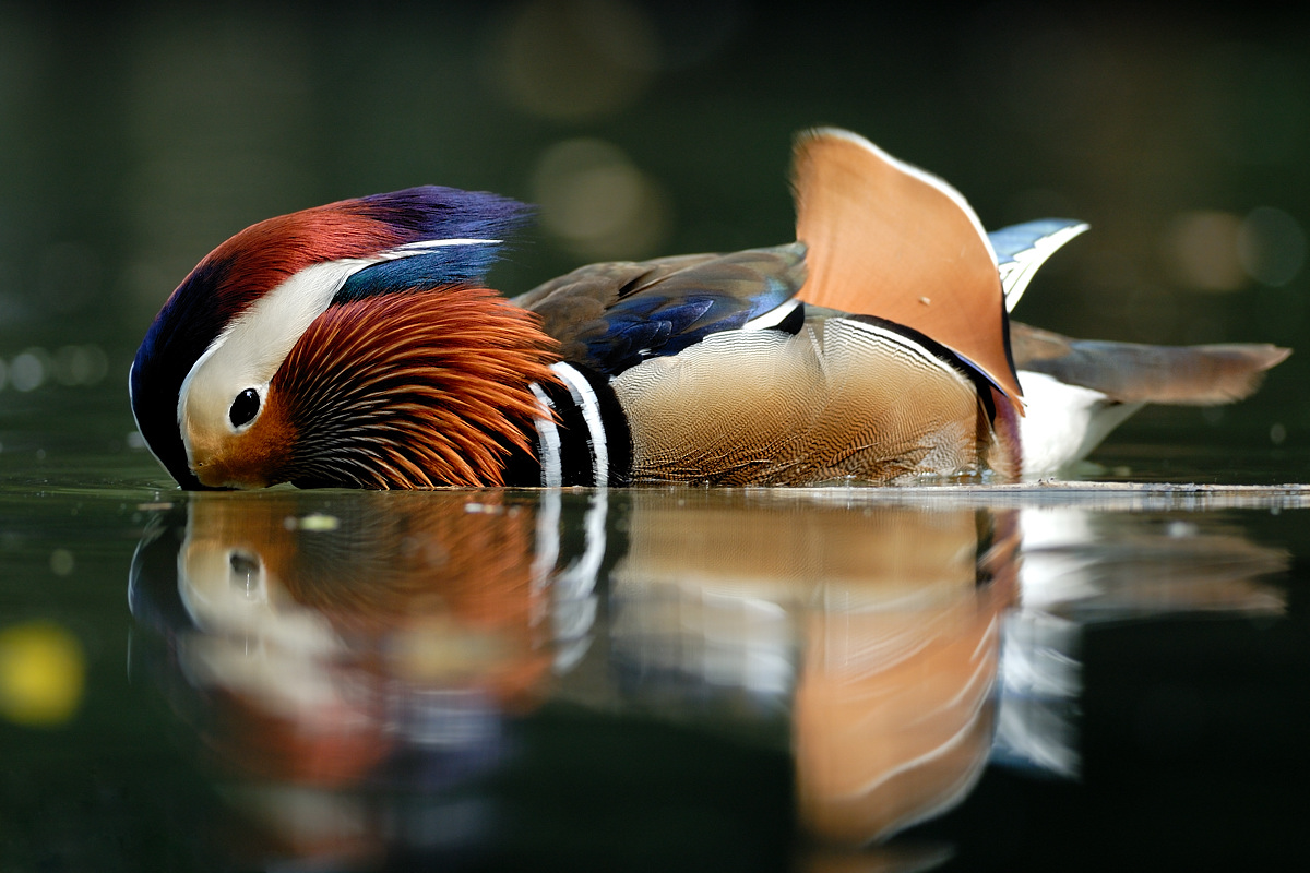 Mandarin Duck