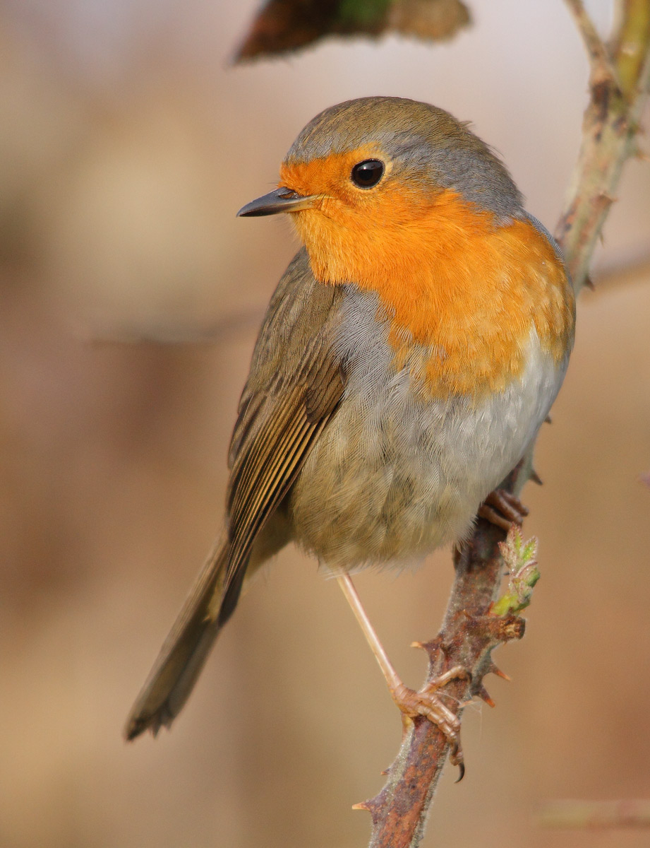 robin