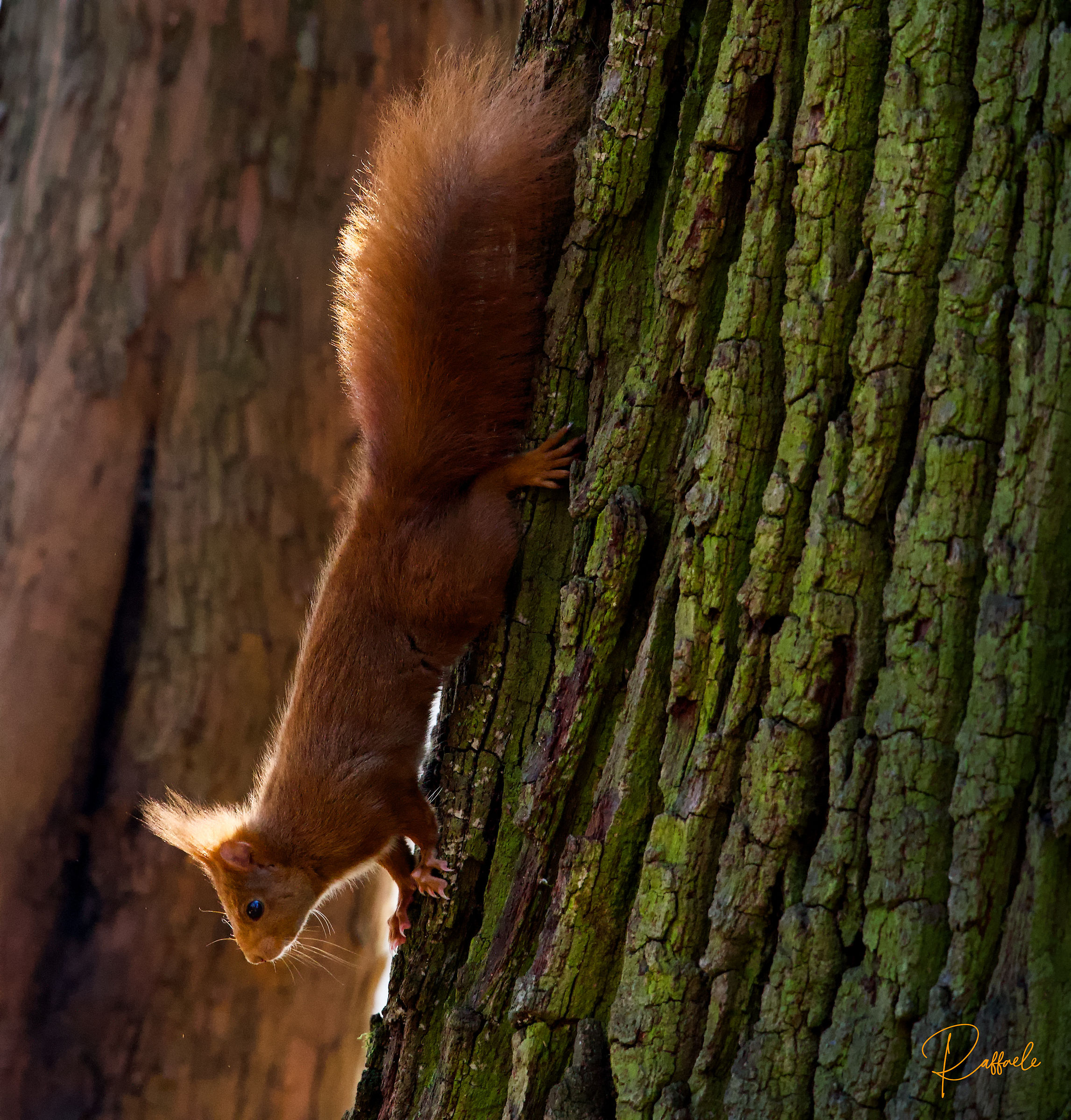 Scoiattolo in discesa