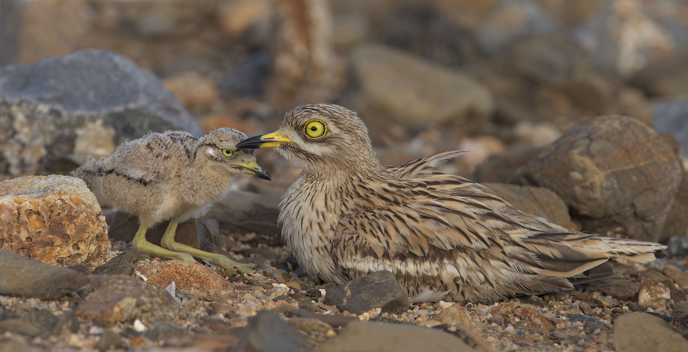 Eye (Burhinus Oedicnemus)