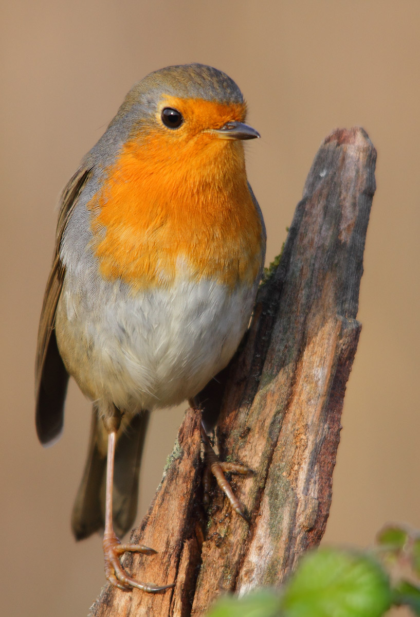 robin