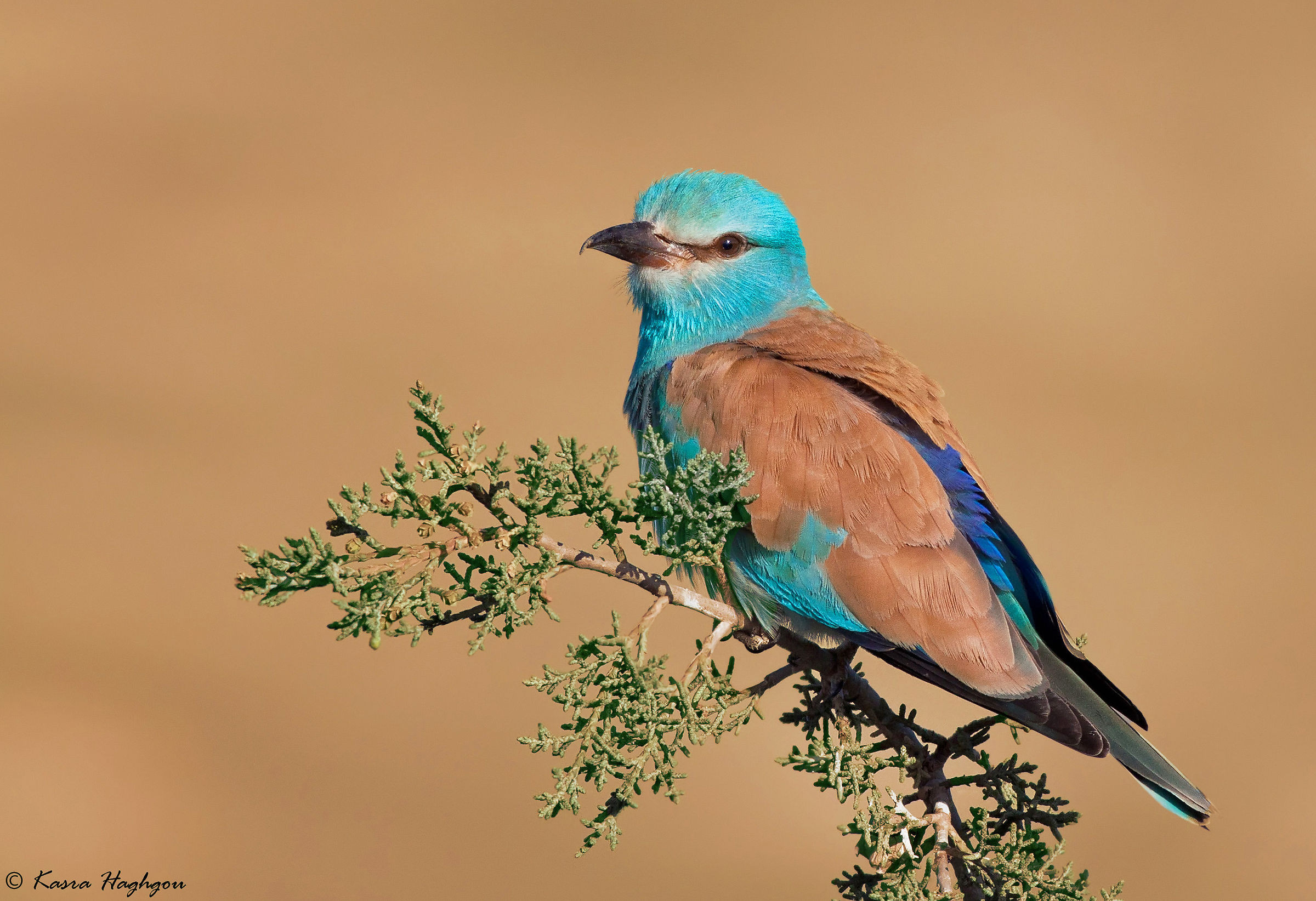 European roller