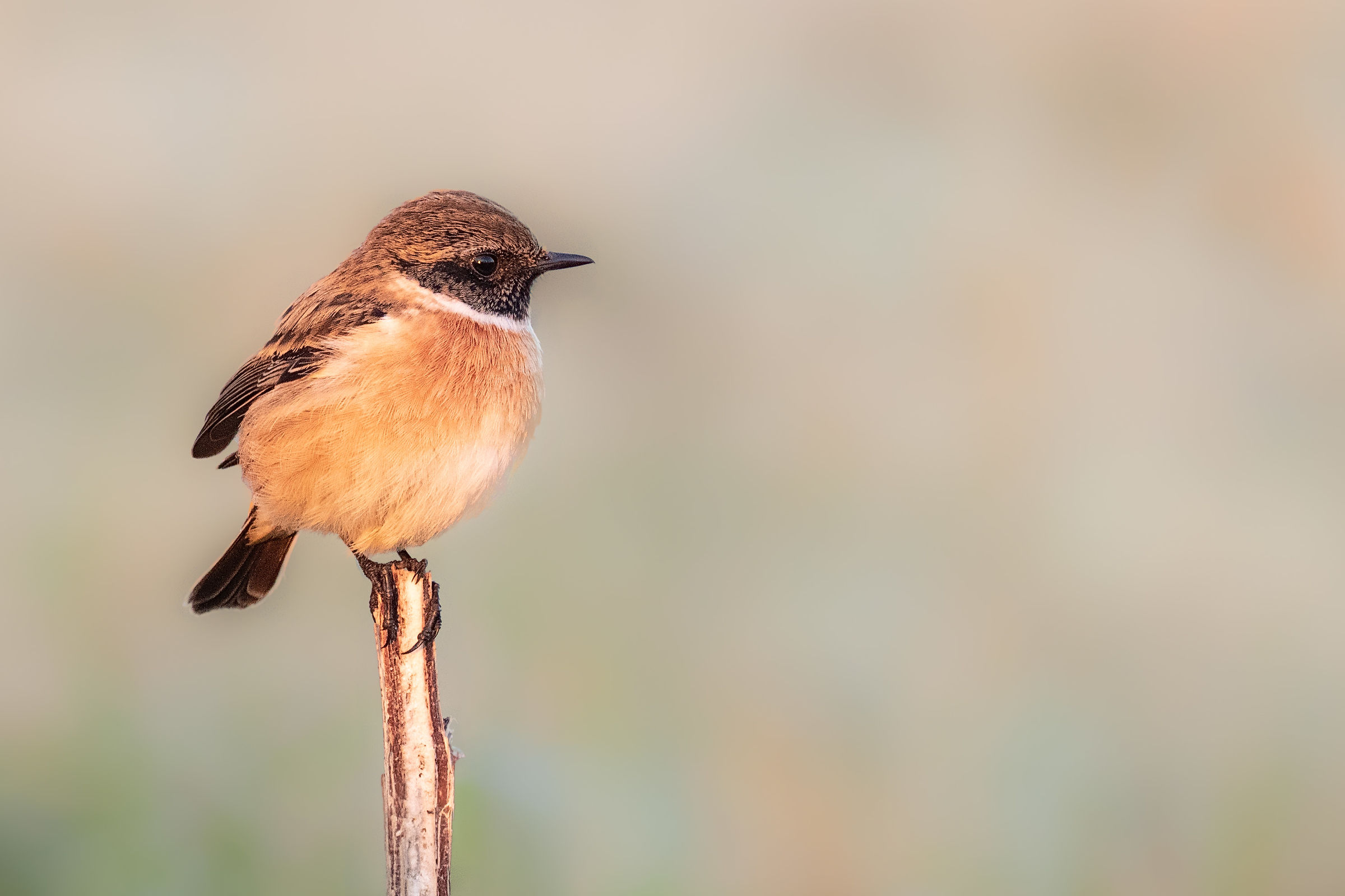 Stonechat