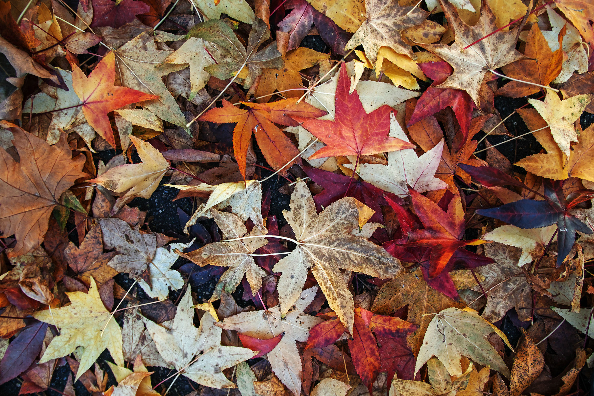 Patchwork of Leaves
