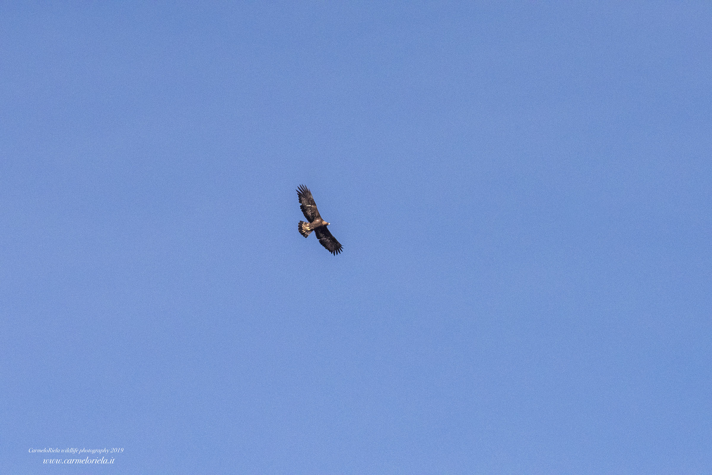 Royal Eagle in the sky painted blue!