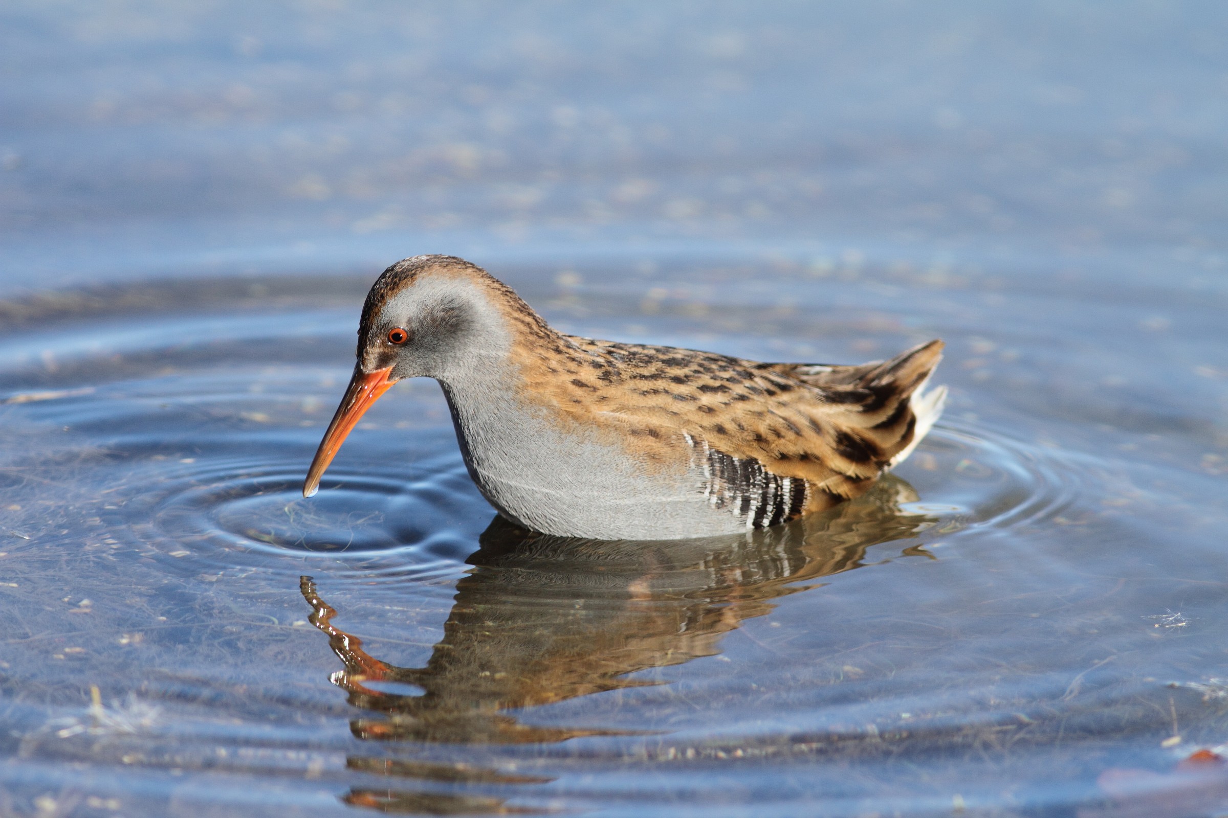 Water Rail