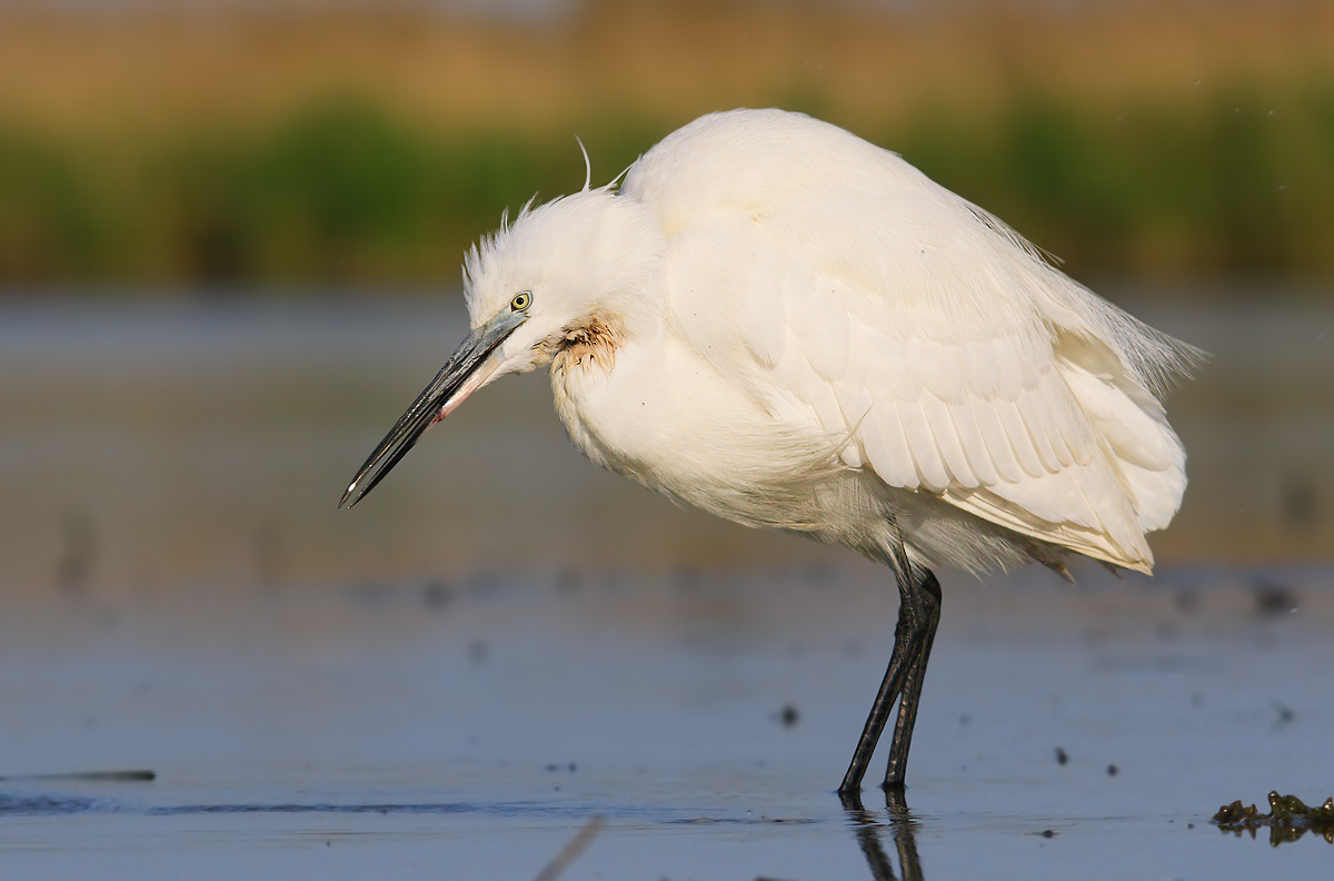 Egret