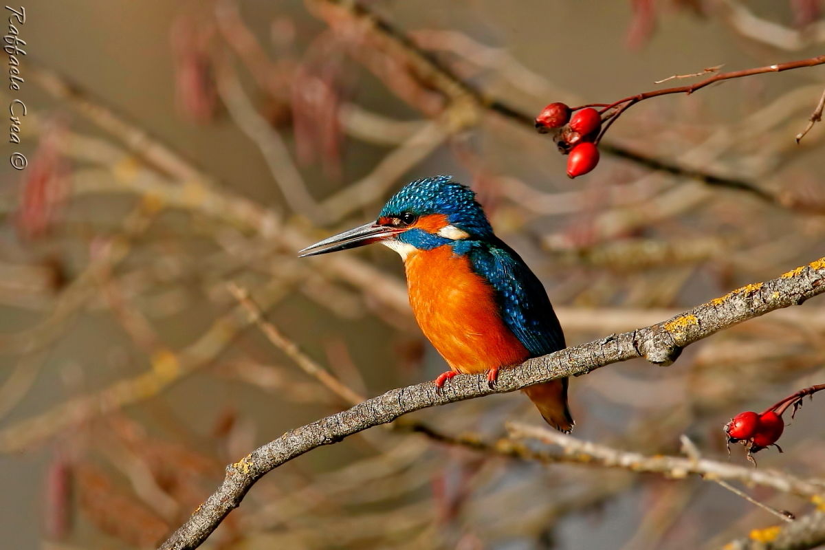 Kingfisher at sunset