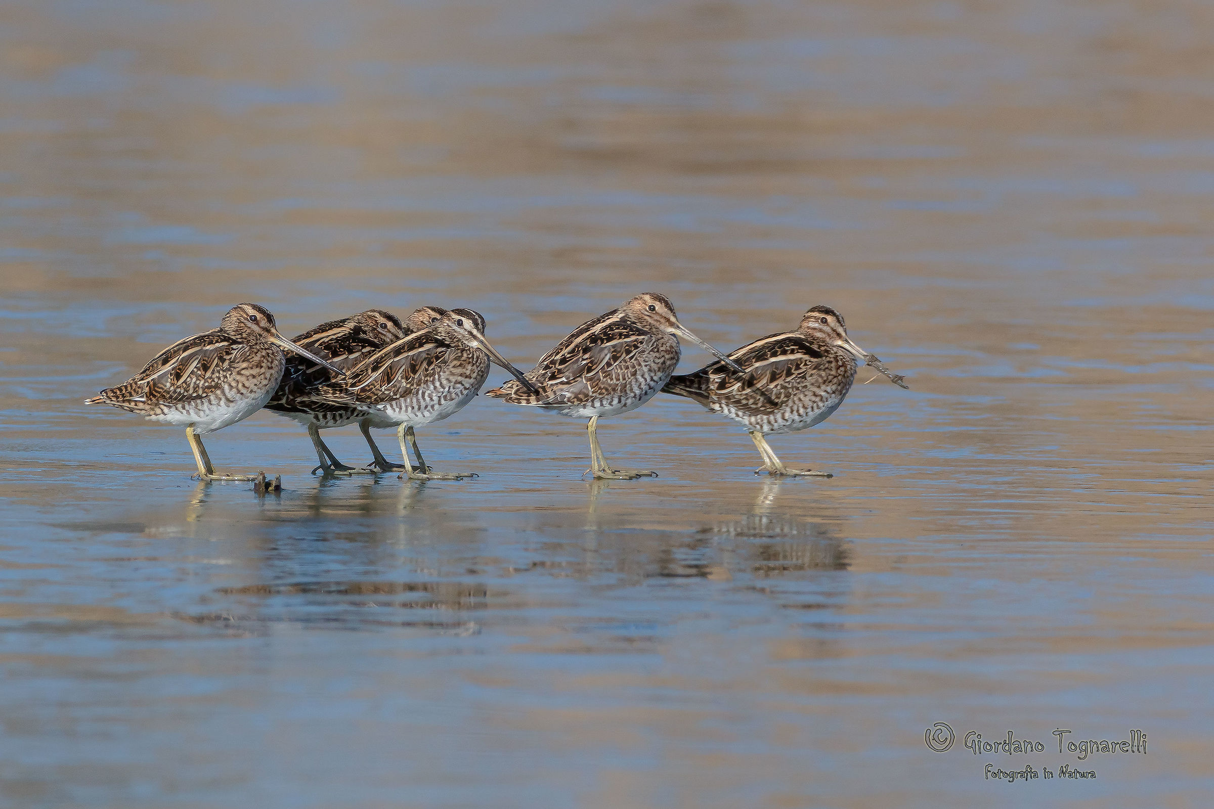 Beccaccini "pattinatori"