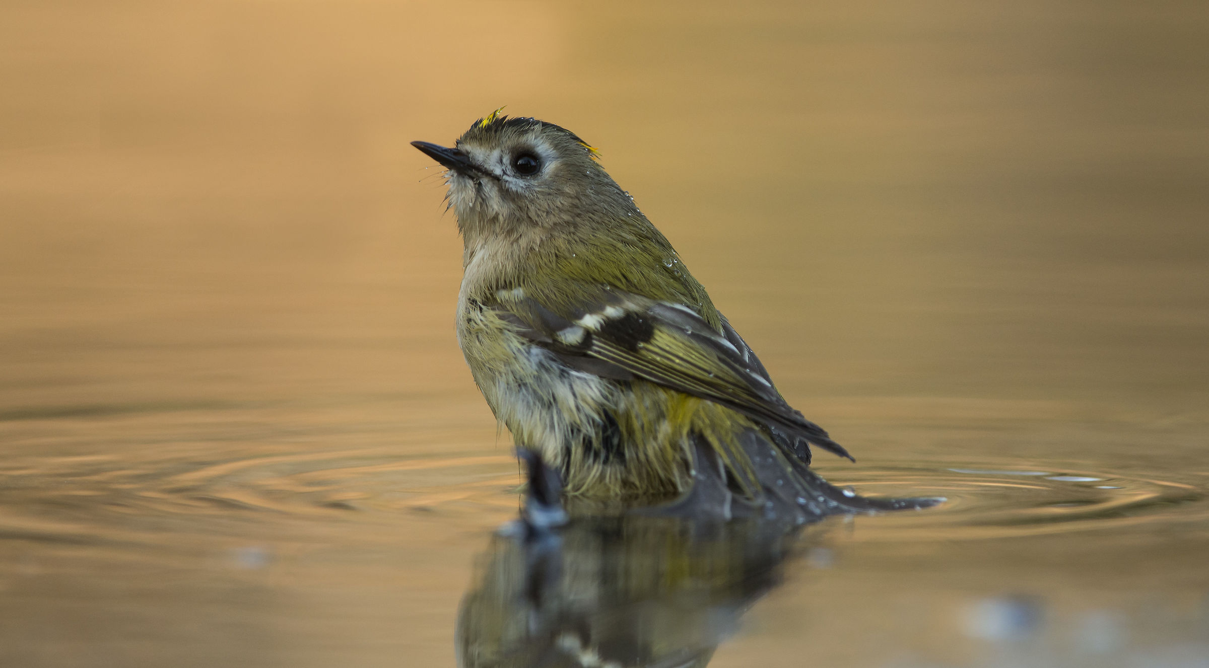 Goldcrest