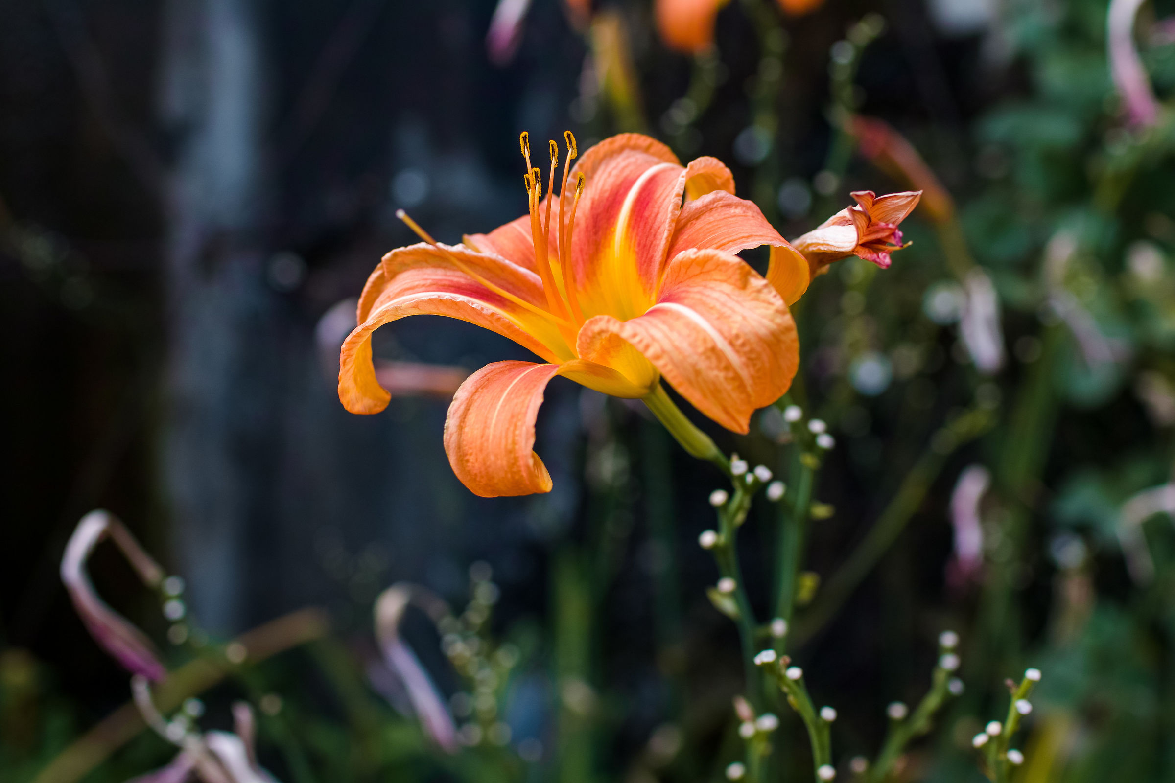 Un fiore a villa Cicogna Mozzoni