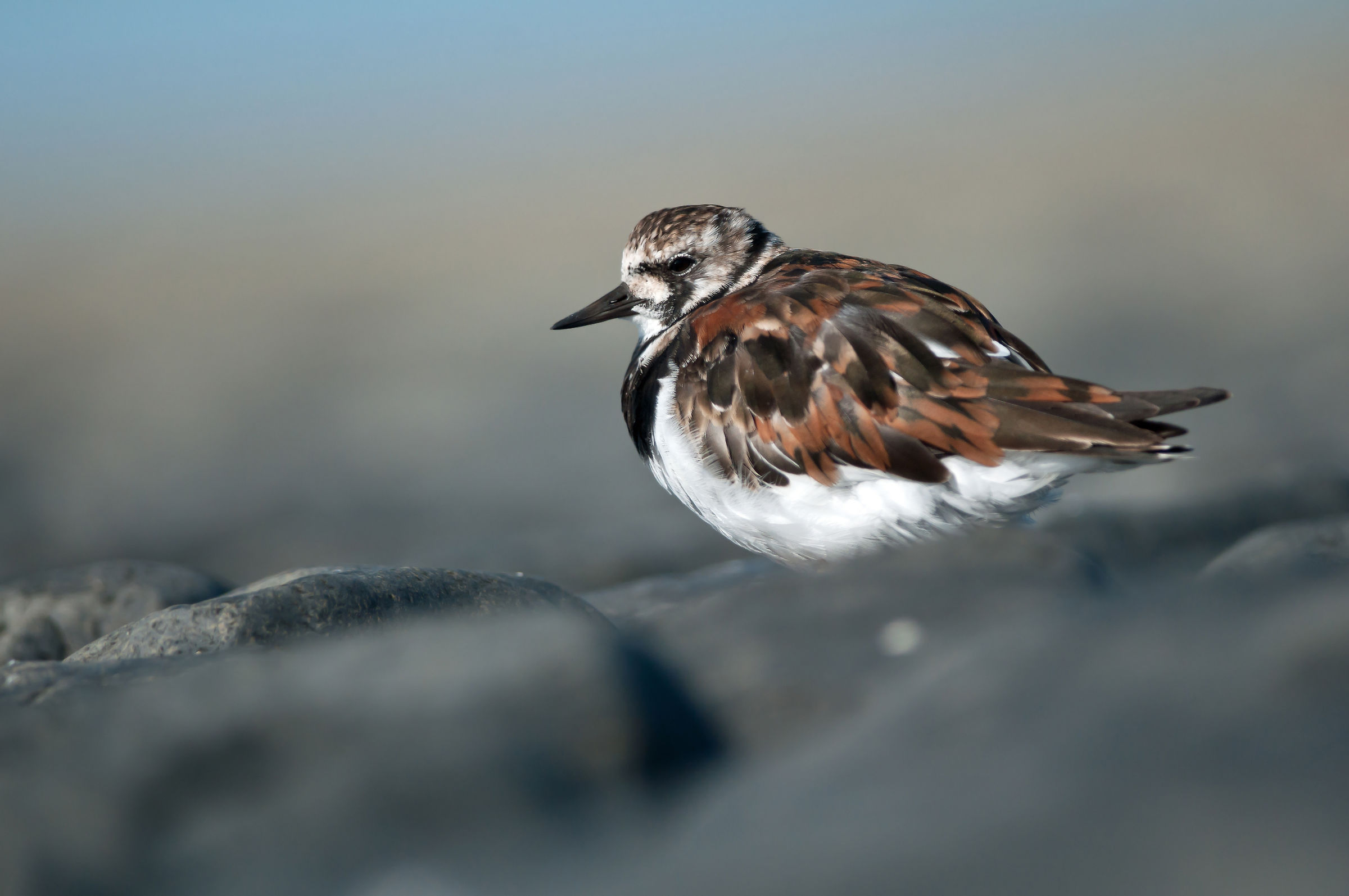 Turnstone Ruddy