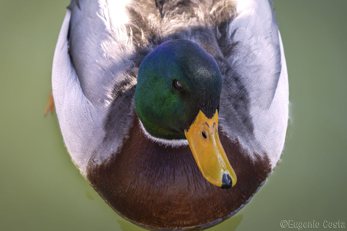 Un'anatra (un germano reale)