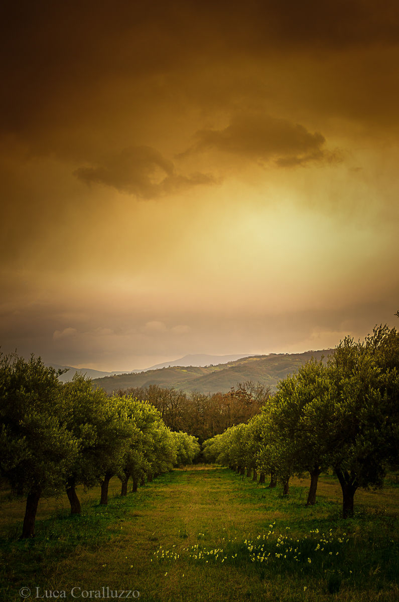 Olive grove