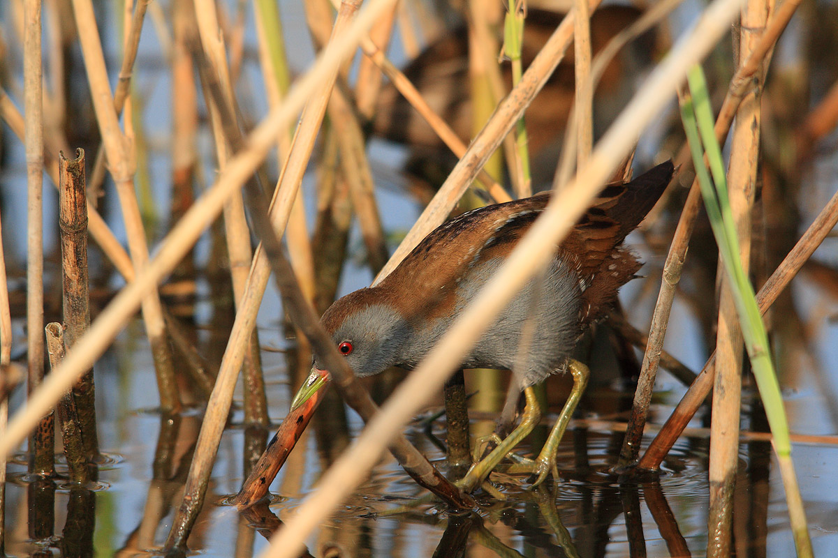 Crake in their familiar surroundings