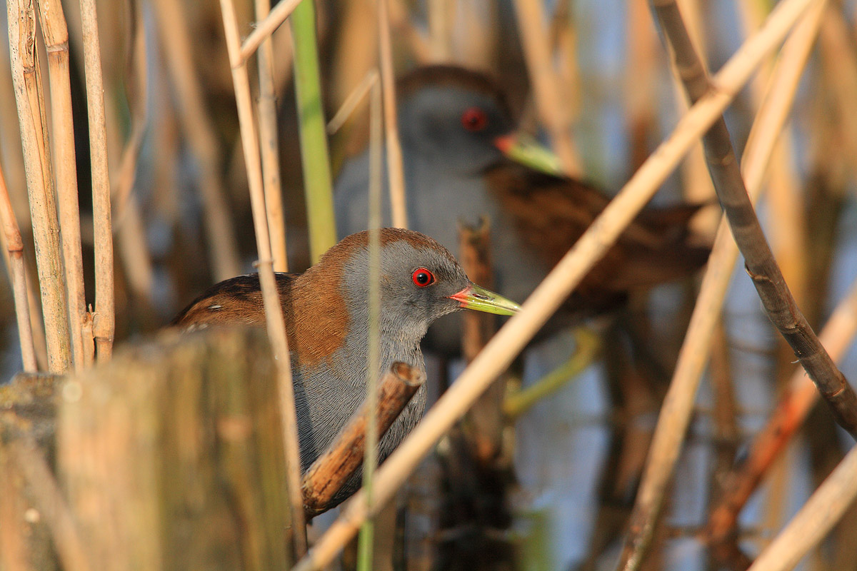 Crake in their familiar surroundings