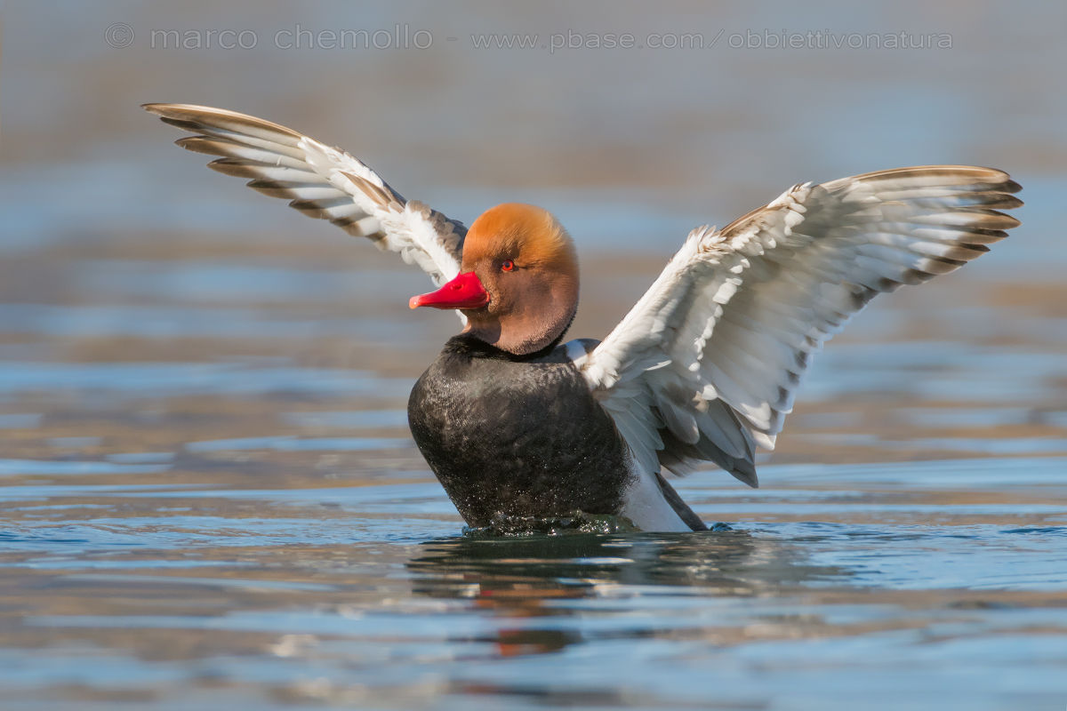 Turkish poof (Netta Rufina)