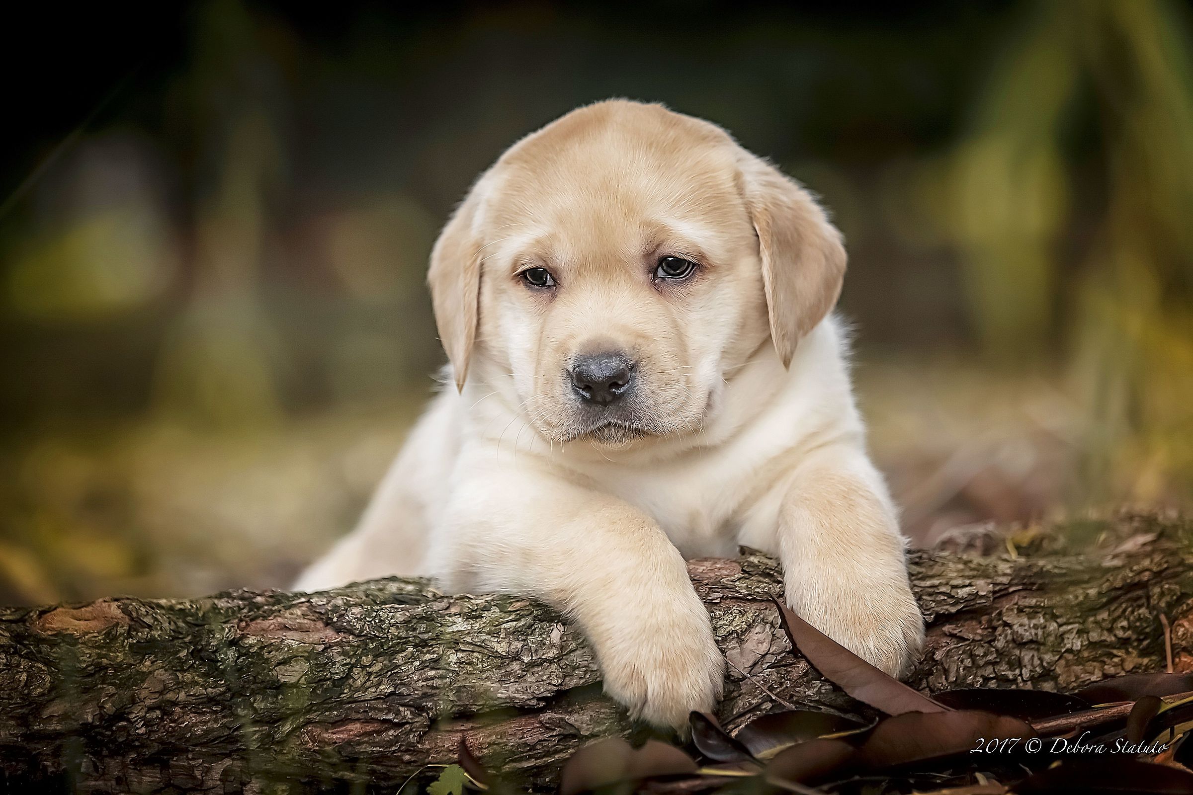 L'autunno visto da lui ....