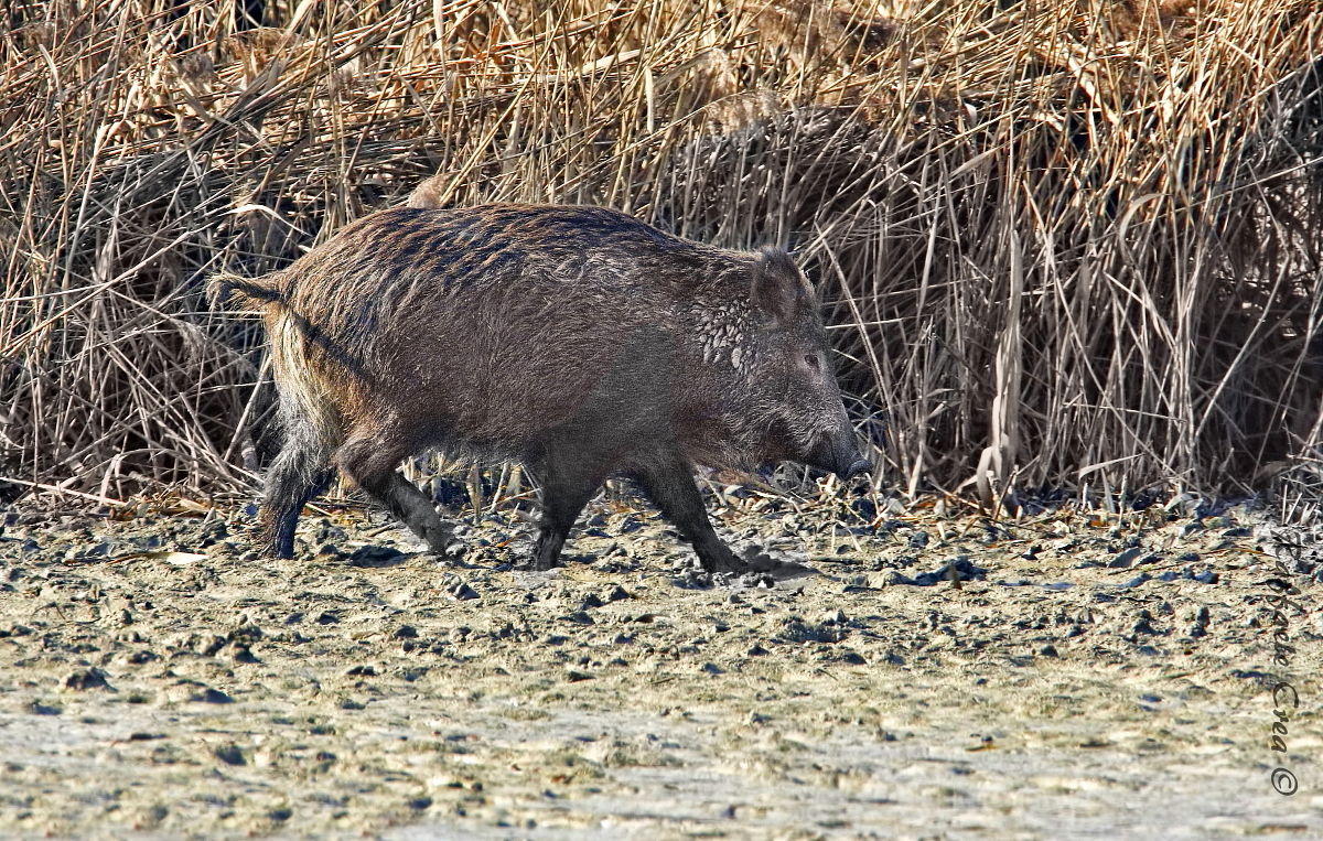 Boar in swamp