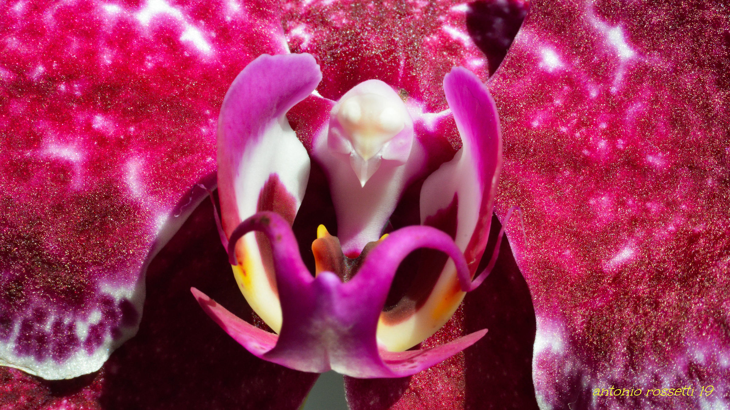 dubbio... fauna o flora?!