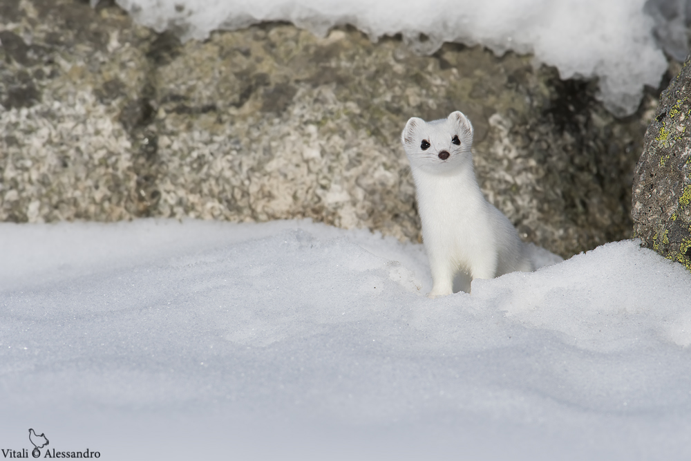 Ermine.....
