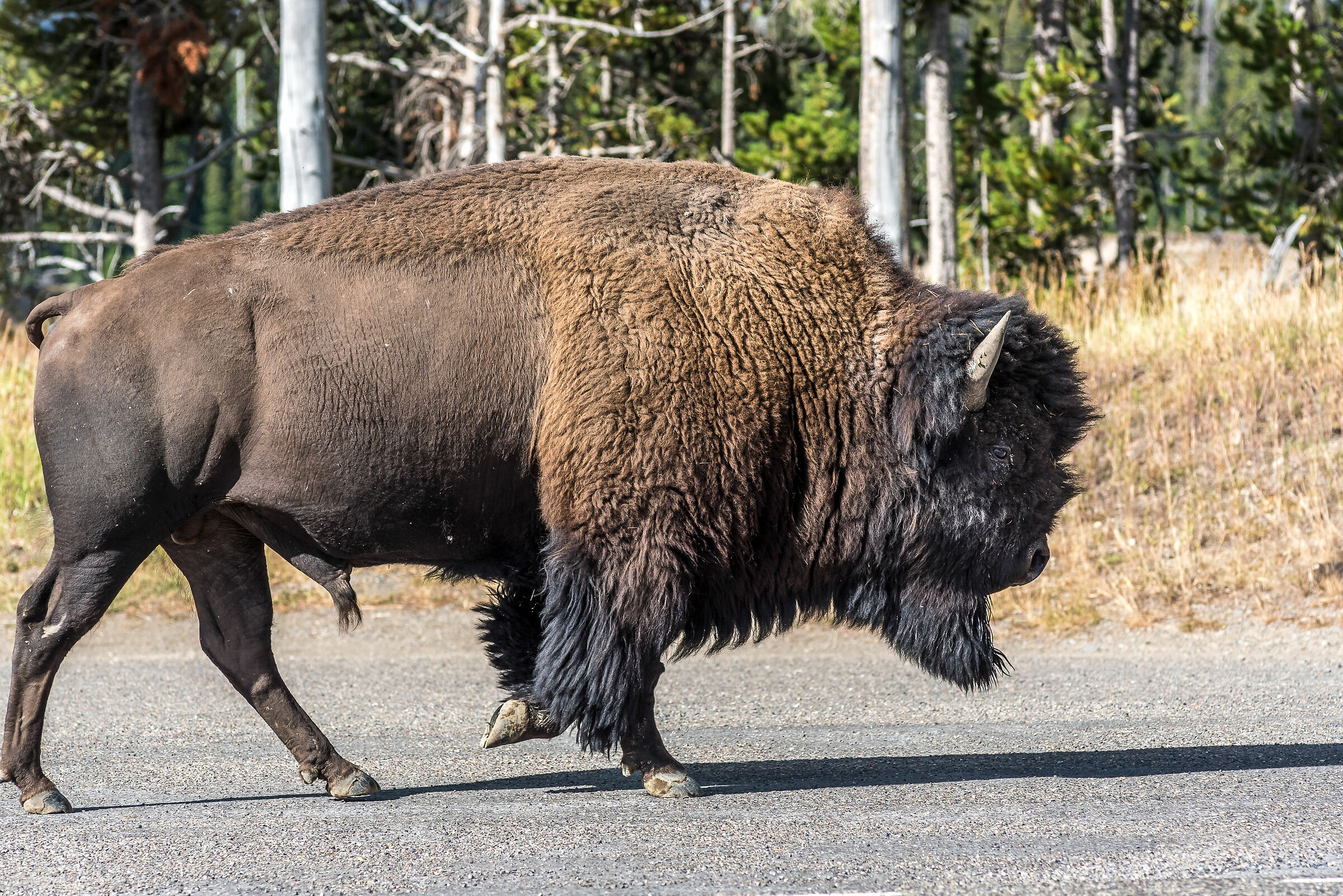 Yellowstone National Park