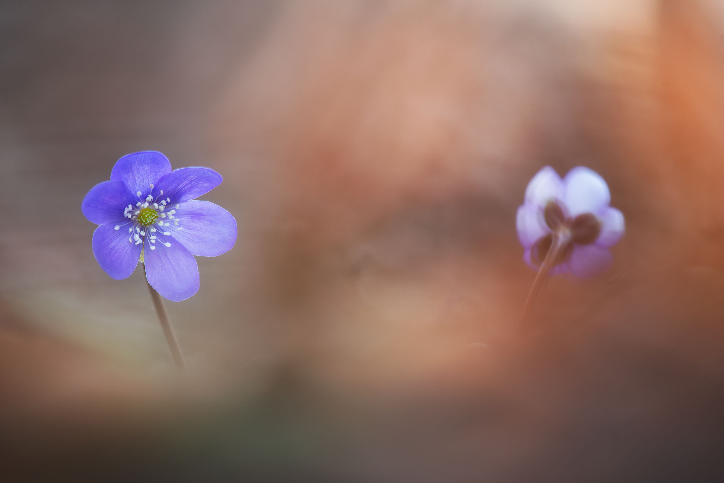 Hepatica nobilis